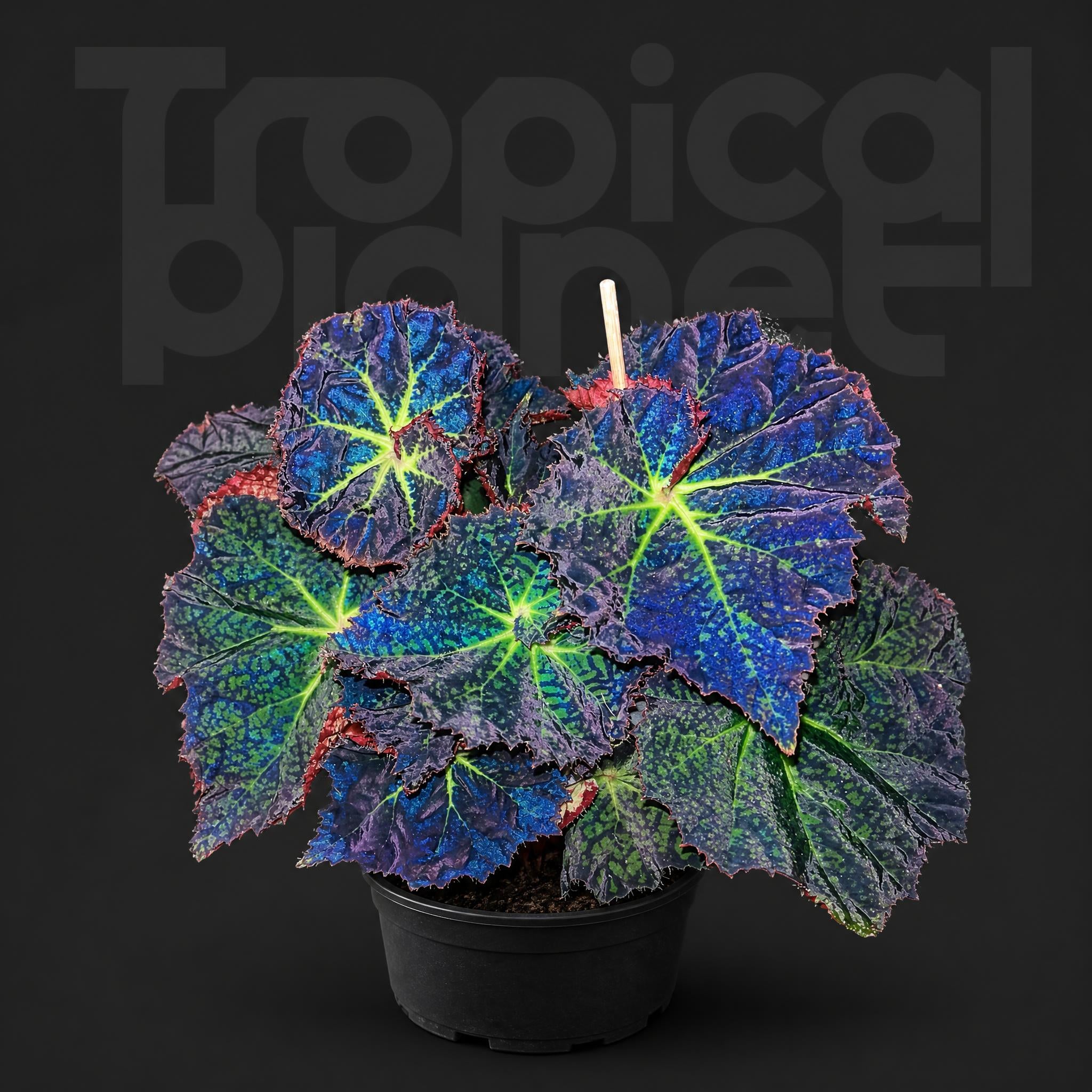 Begonia brook crystal