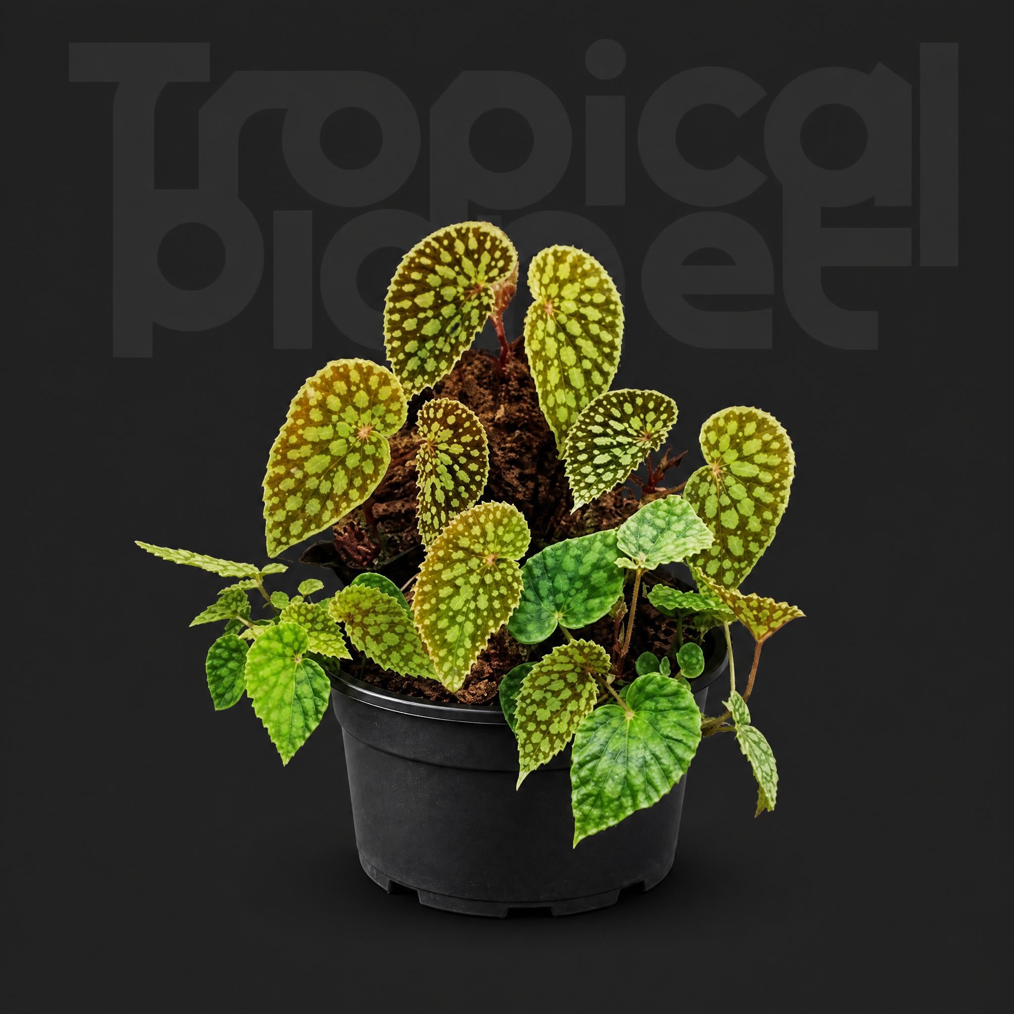 Begonia chlorosticta