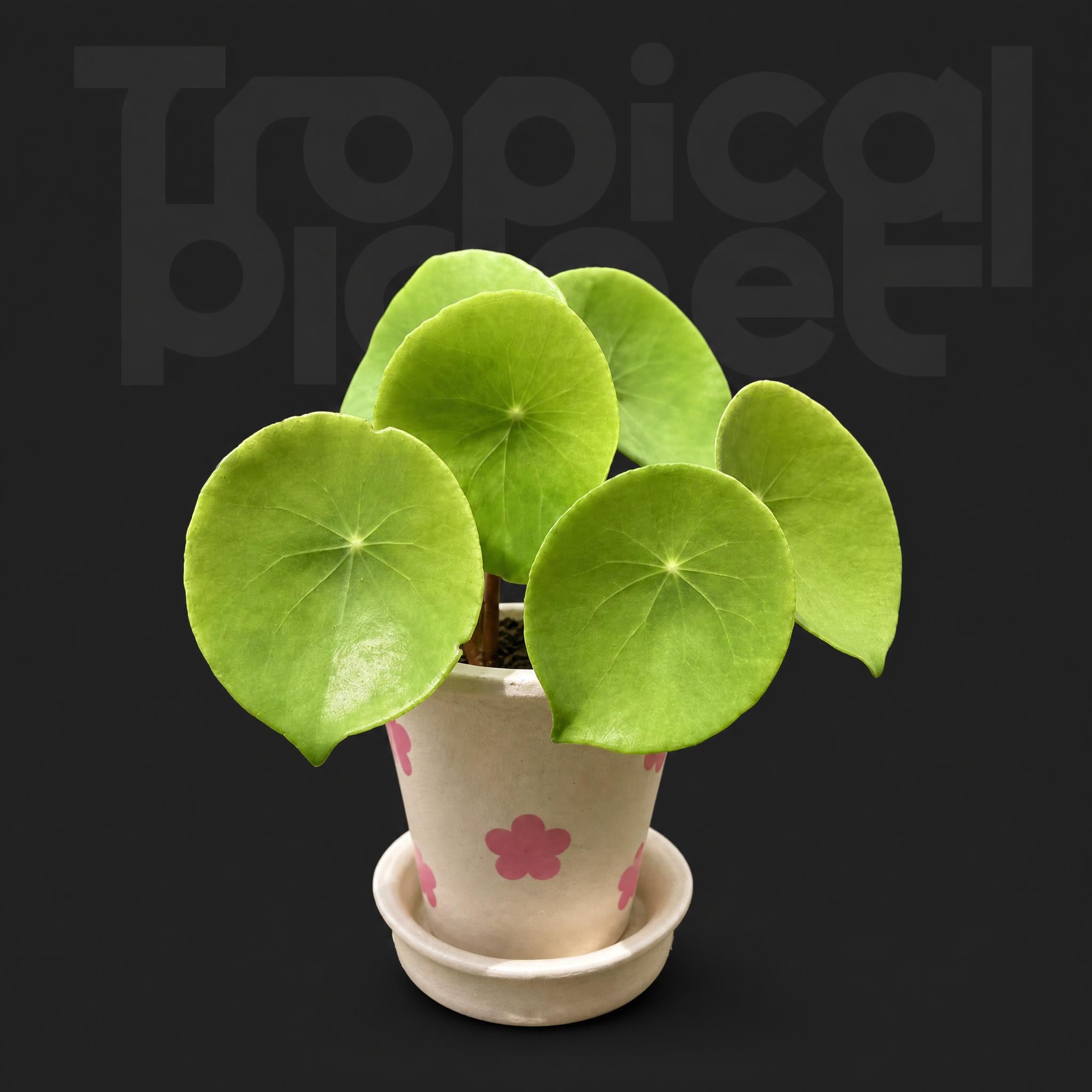 Begonia Conchifolia