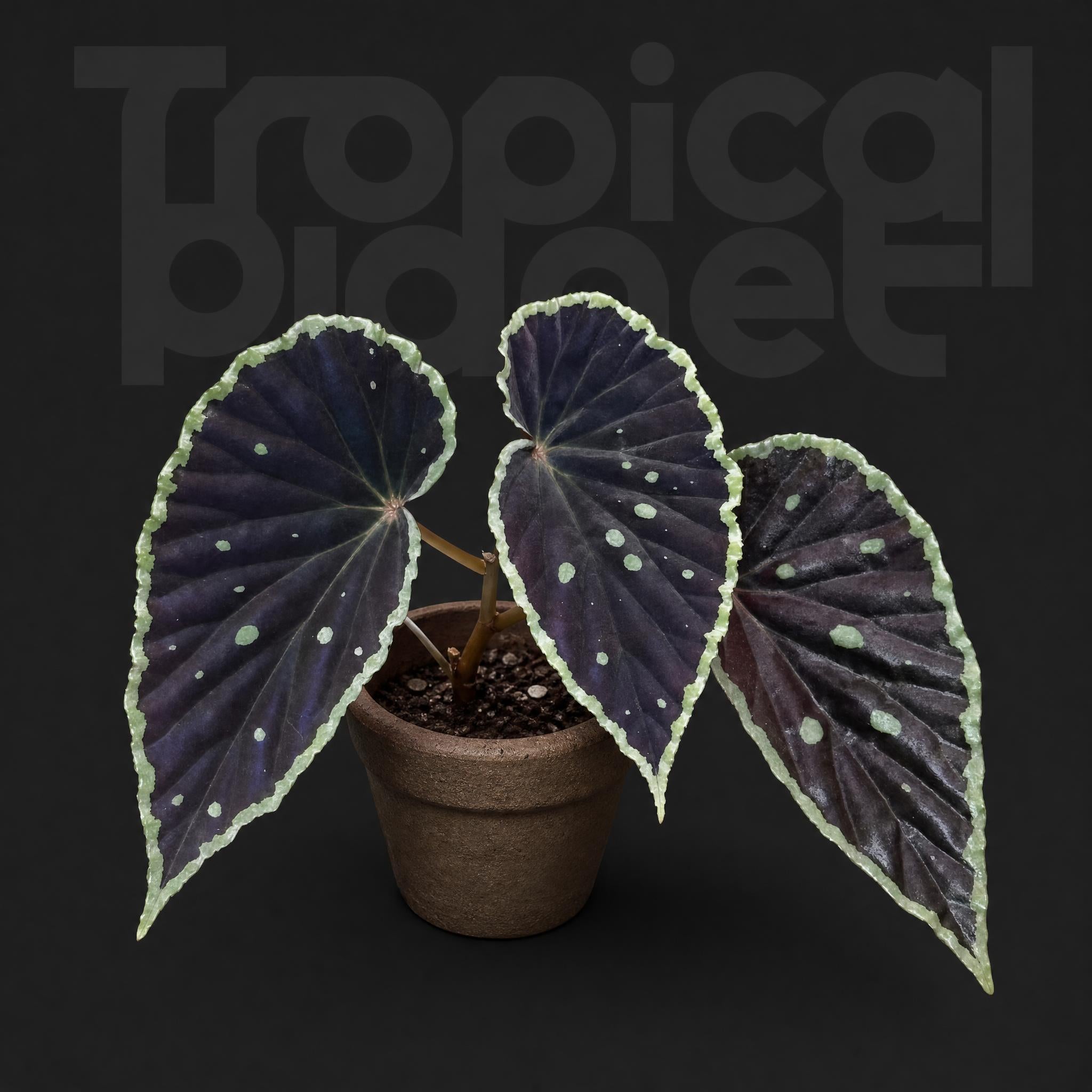 Begonia darthvaderana