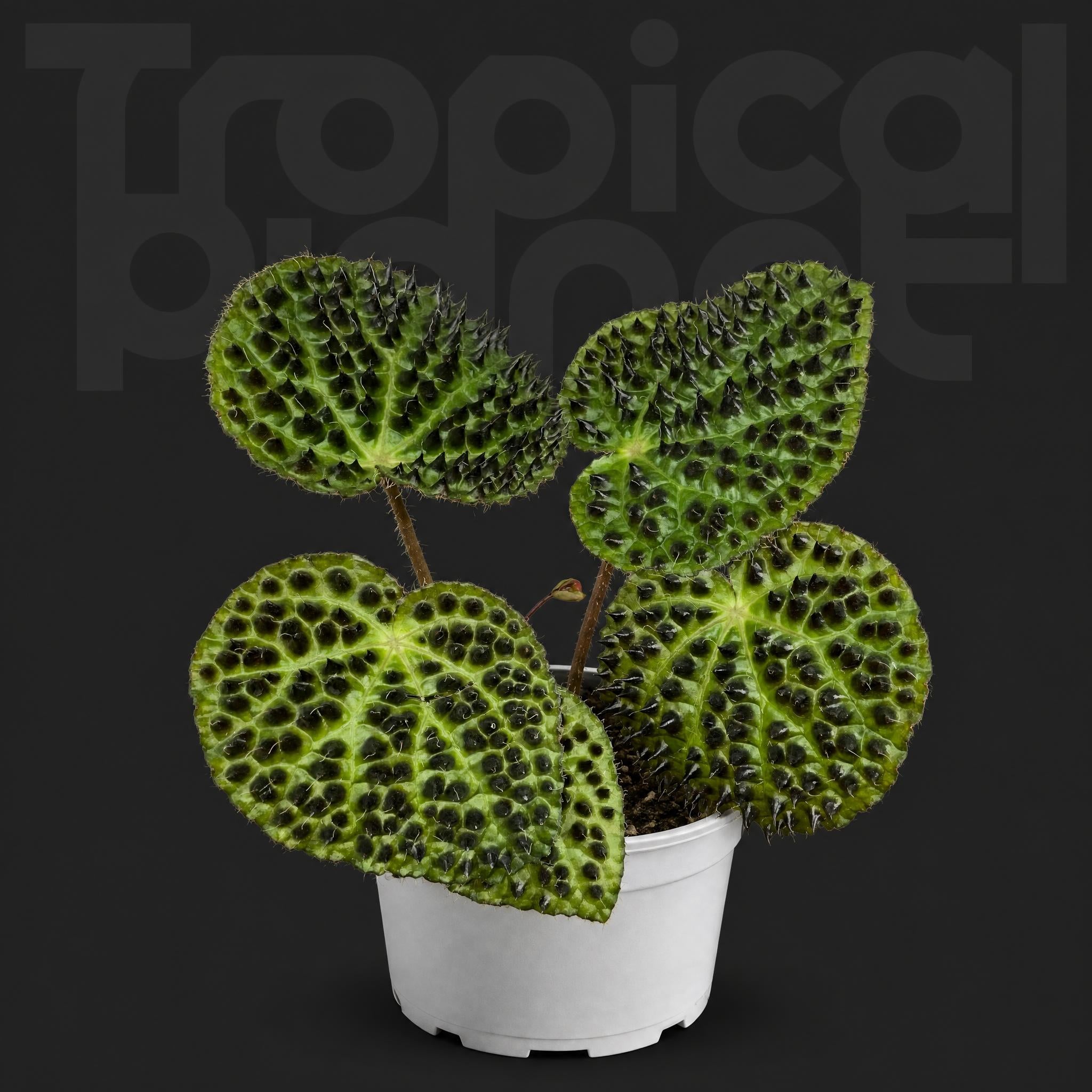 Begonia ferox