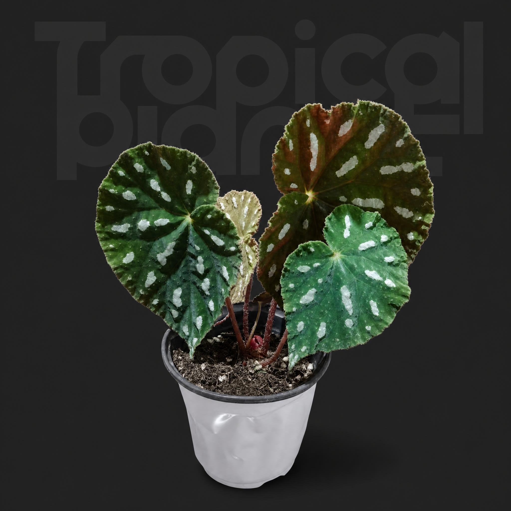 Begonia filiformis Irmsch.