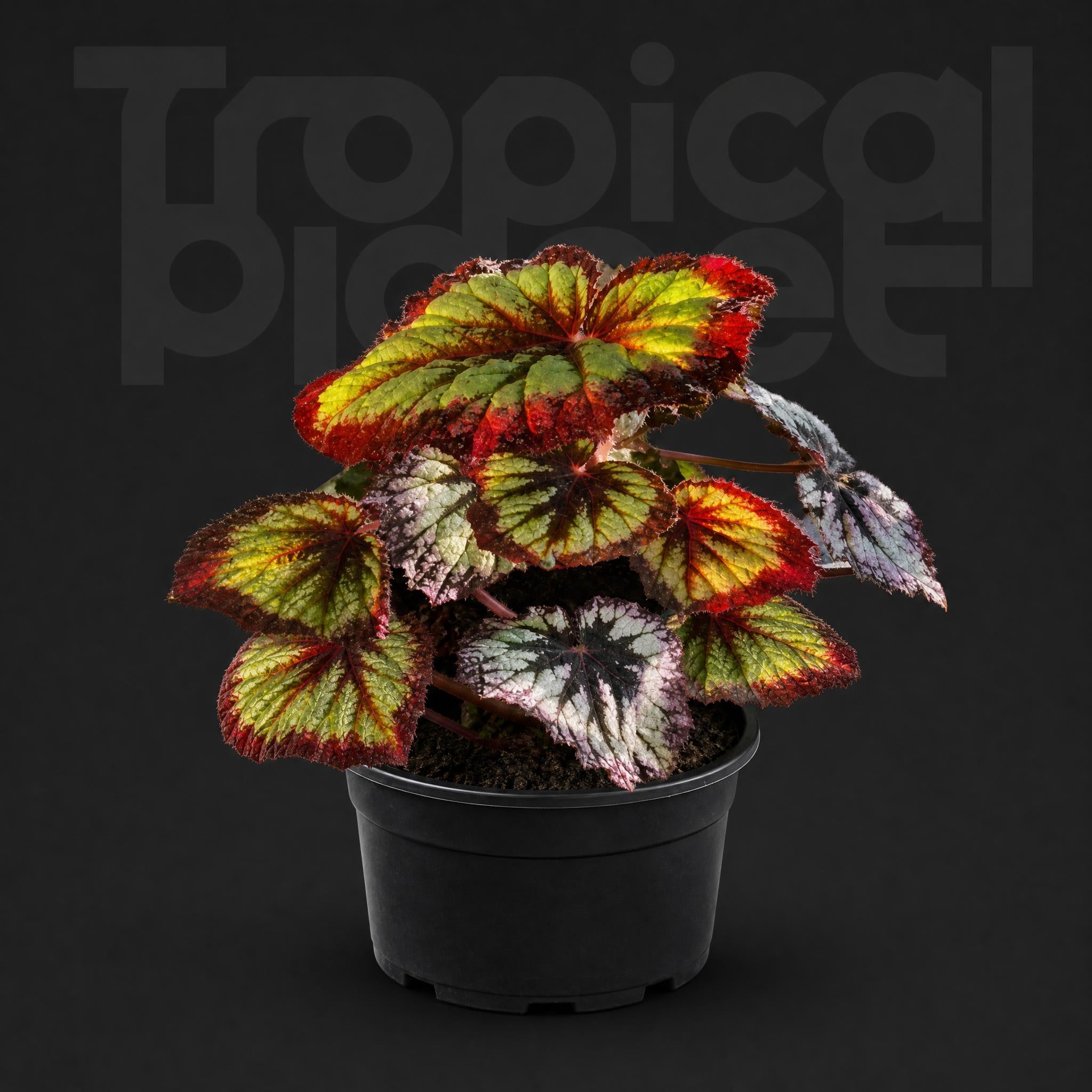 Begonia Fireworks