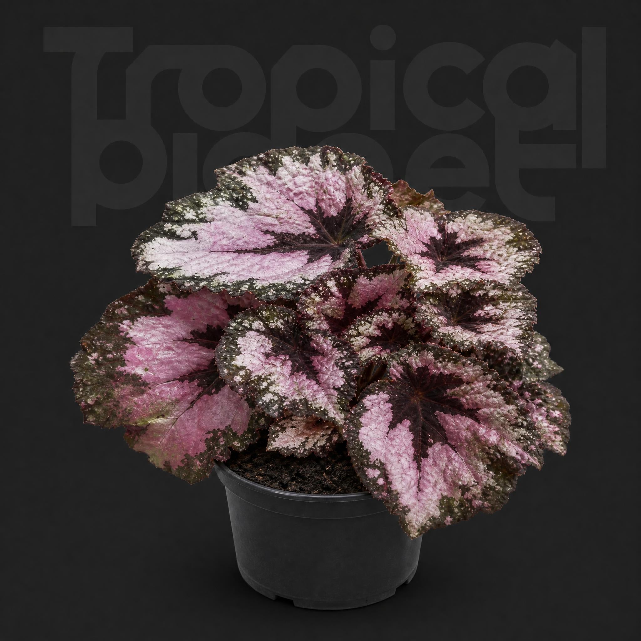 Begonia' fromsky