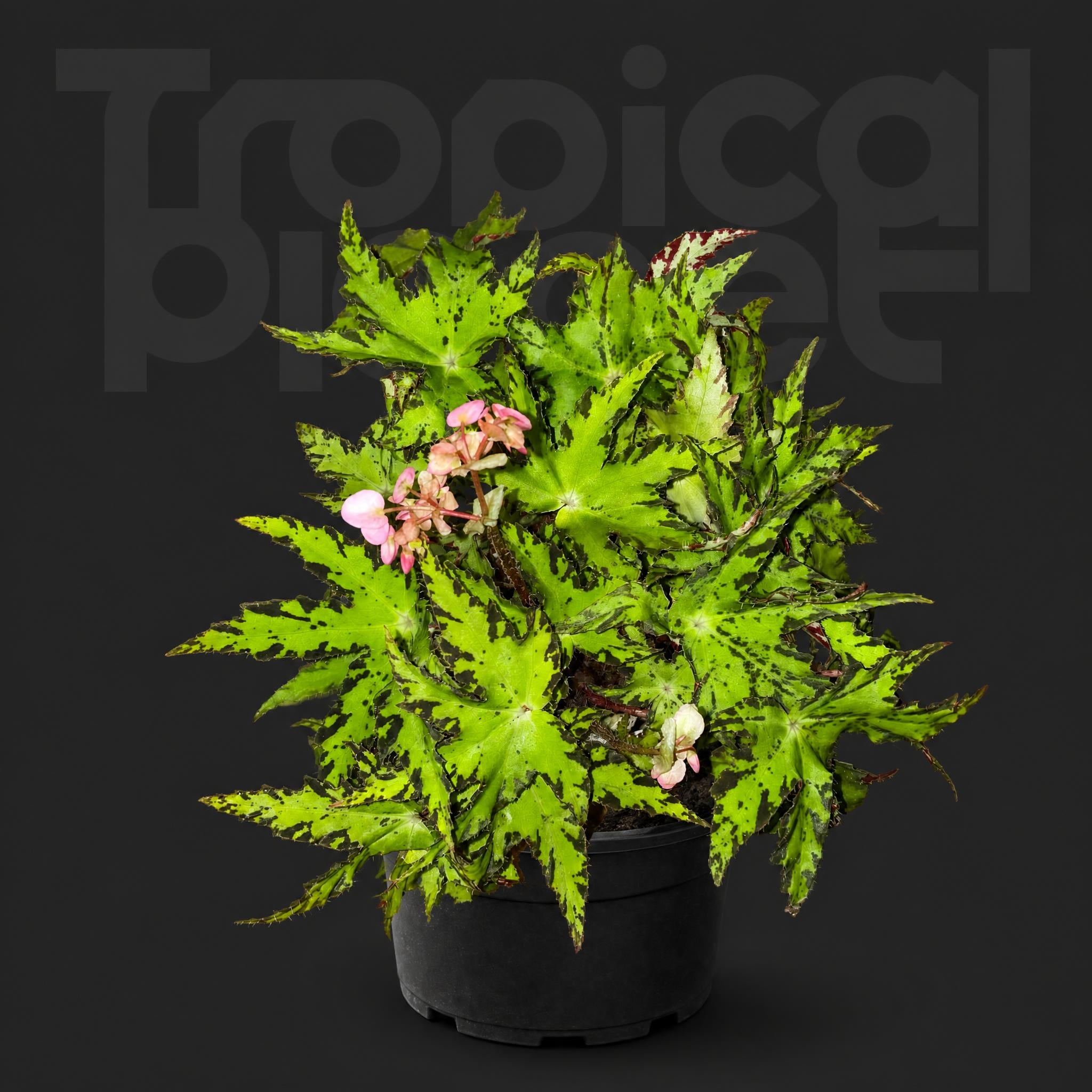 Begonia Geometry