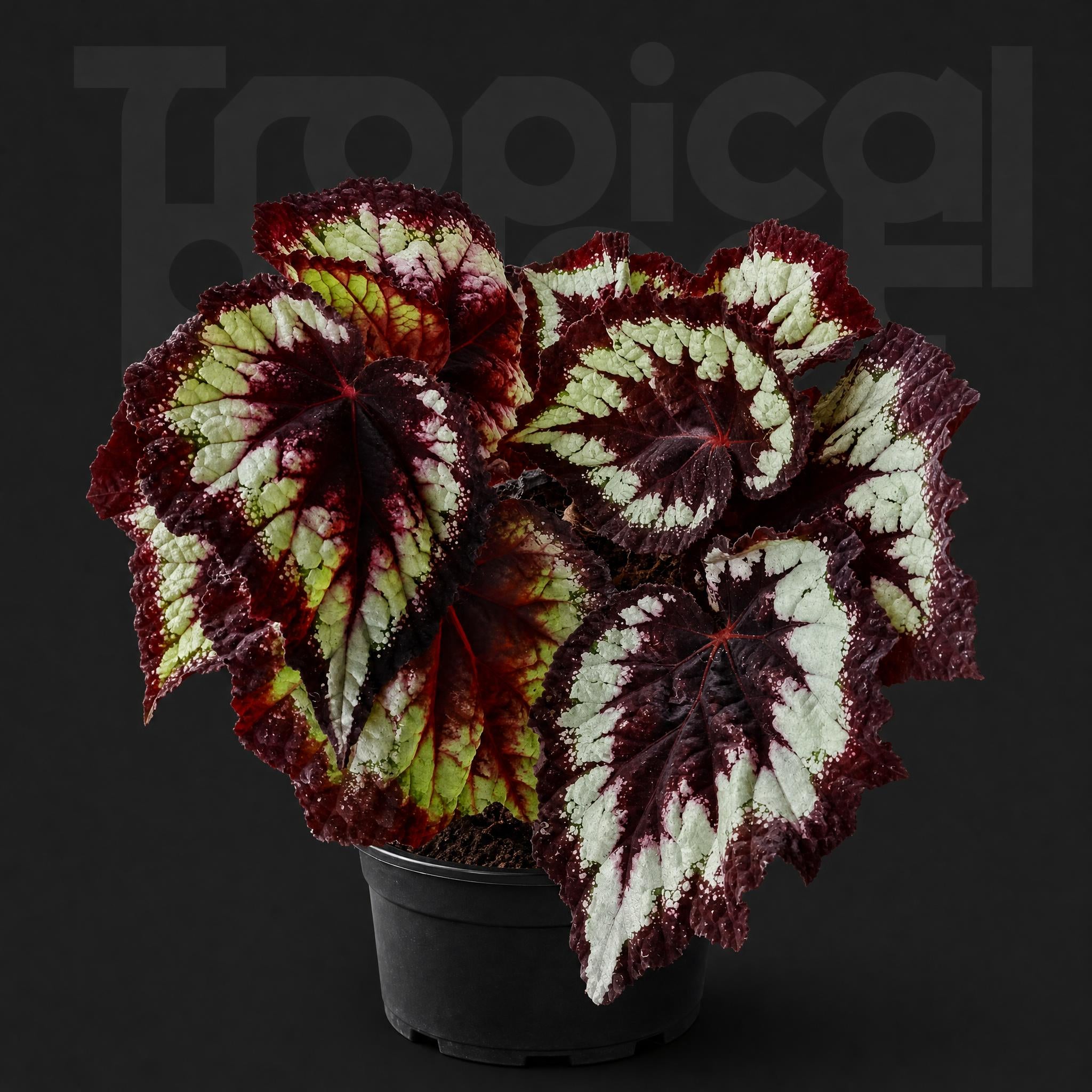 Begonia Helen