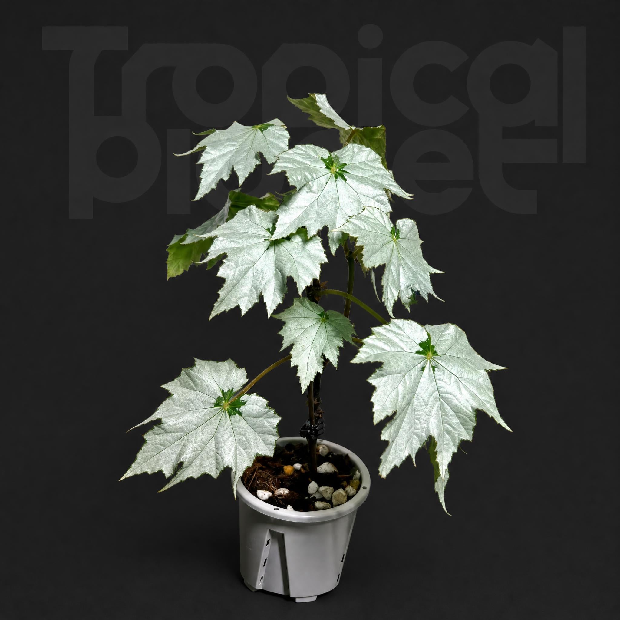 Begonia ‘Holiday Snowflake’
