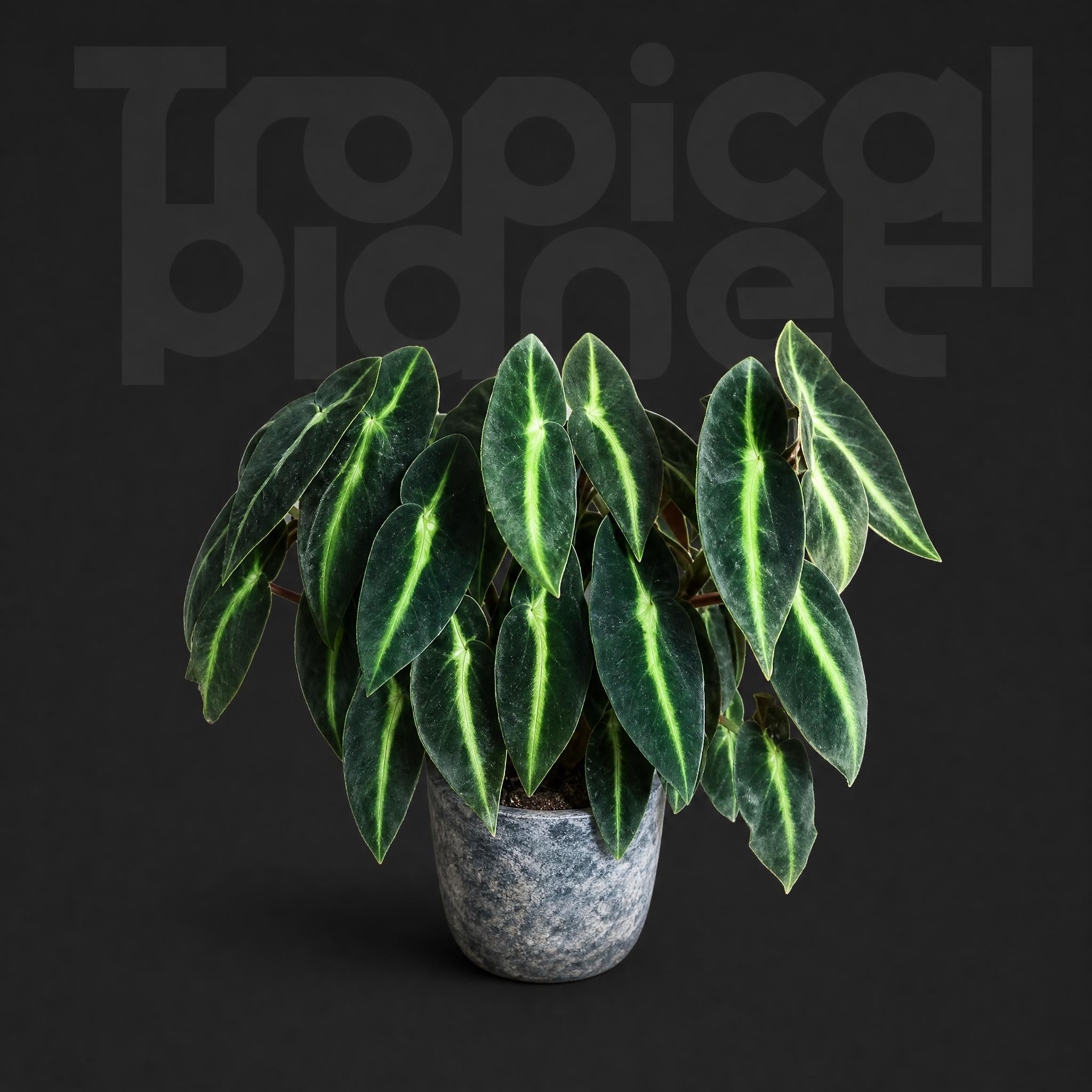Begonia Listada