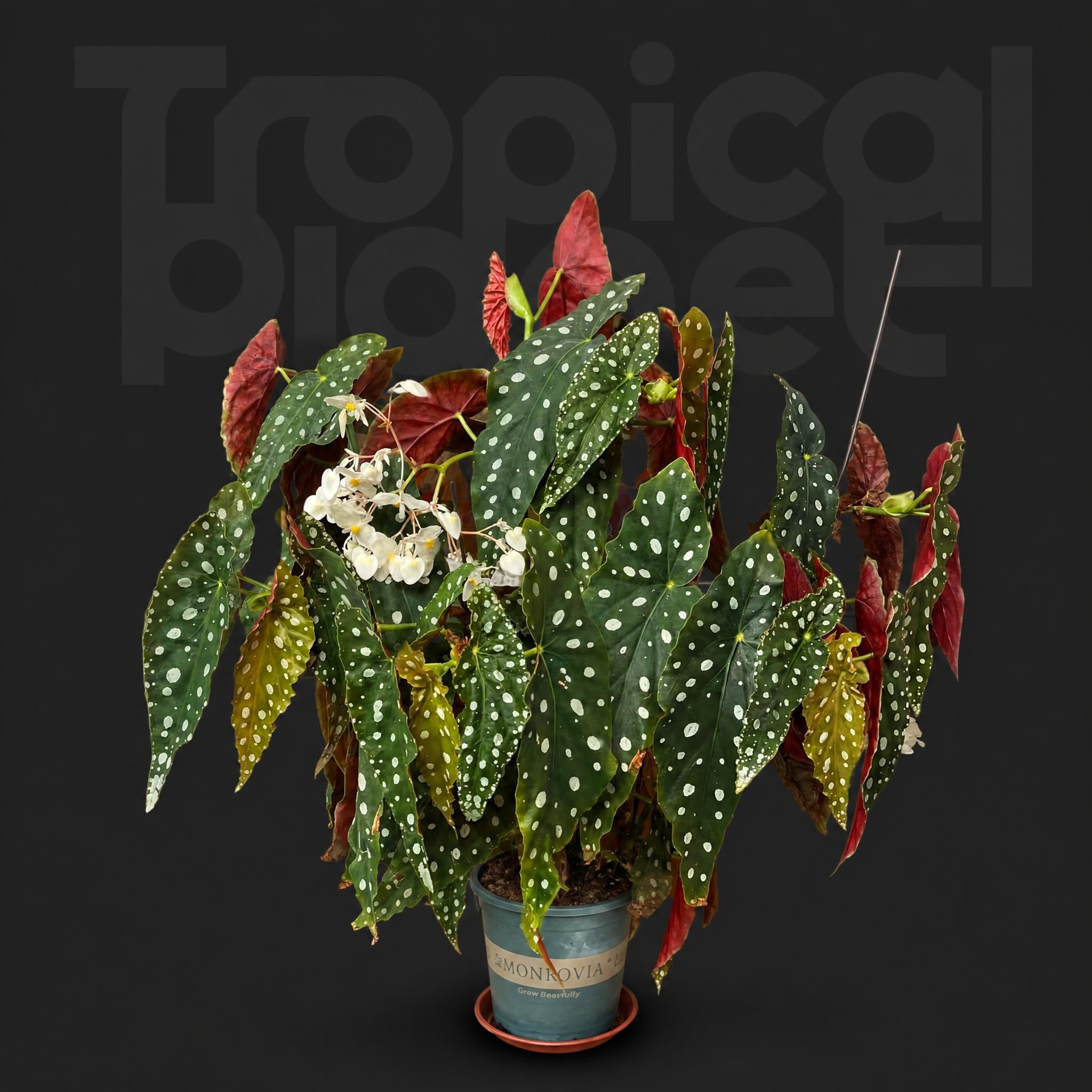 Begonia Maculata