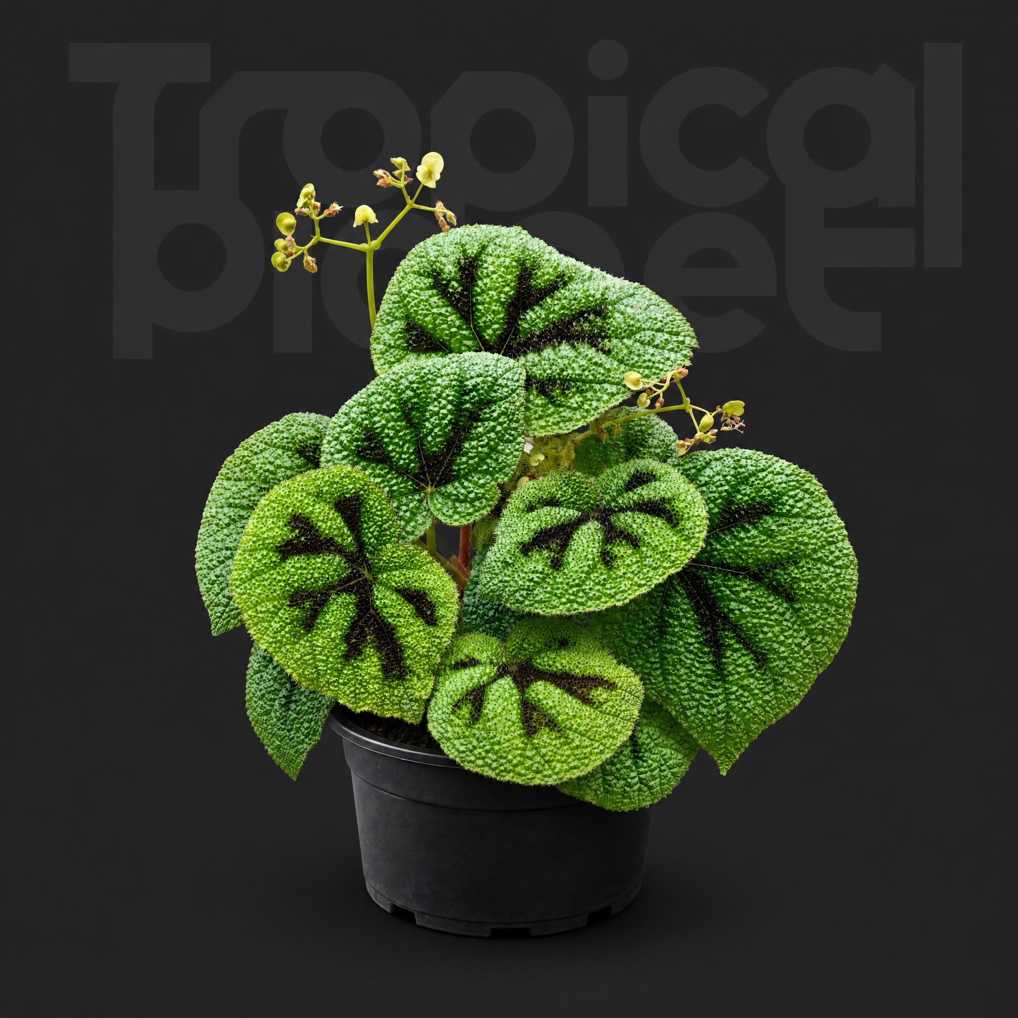 Begonia Masoniana Irmsch