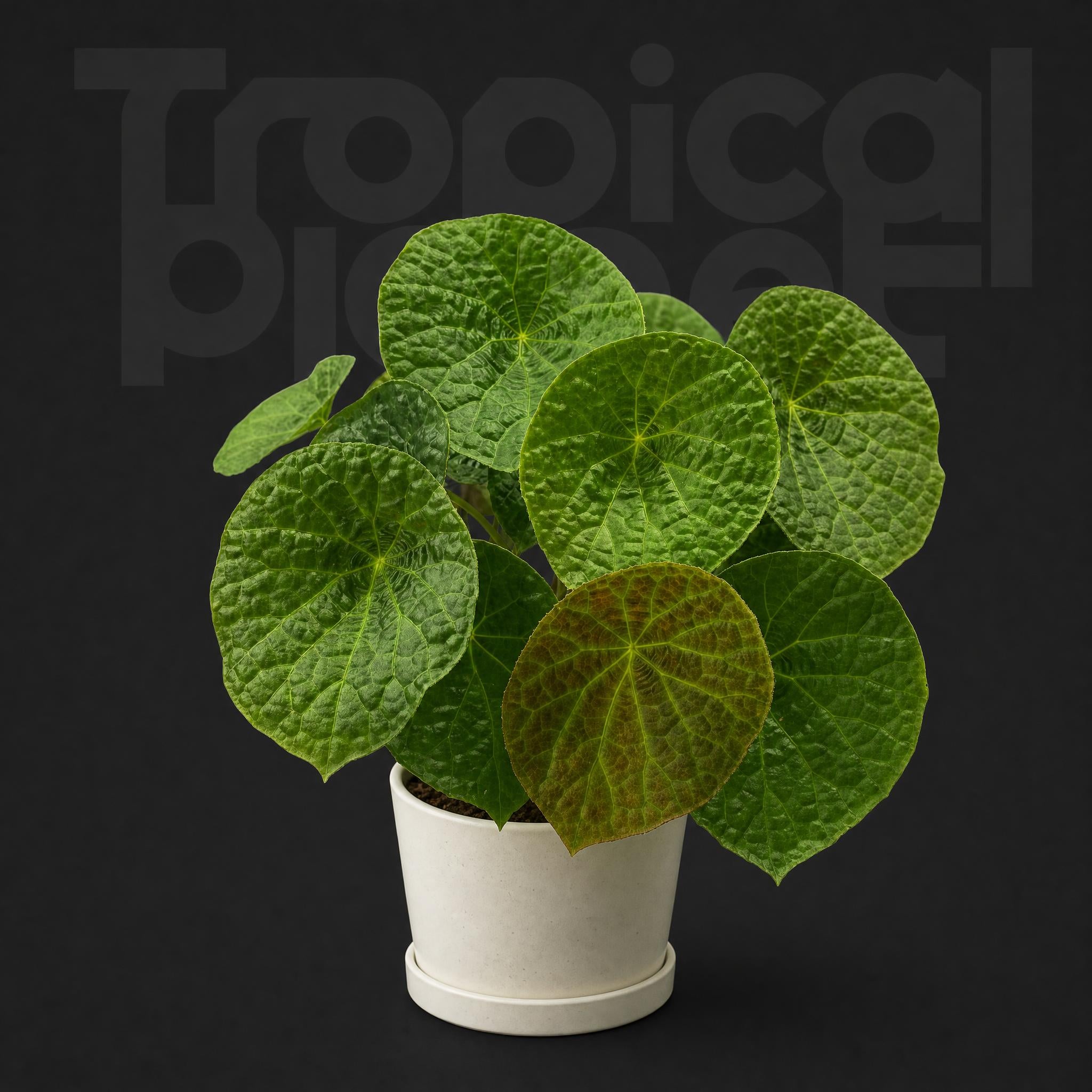 Begonia phuthoensis
