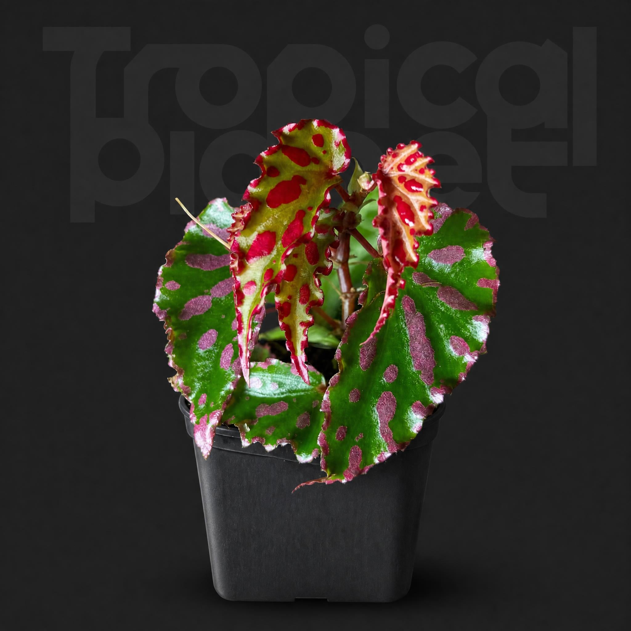 Begonia pink lava