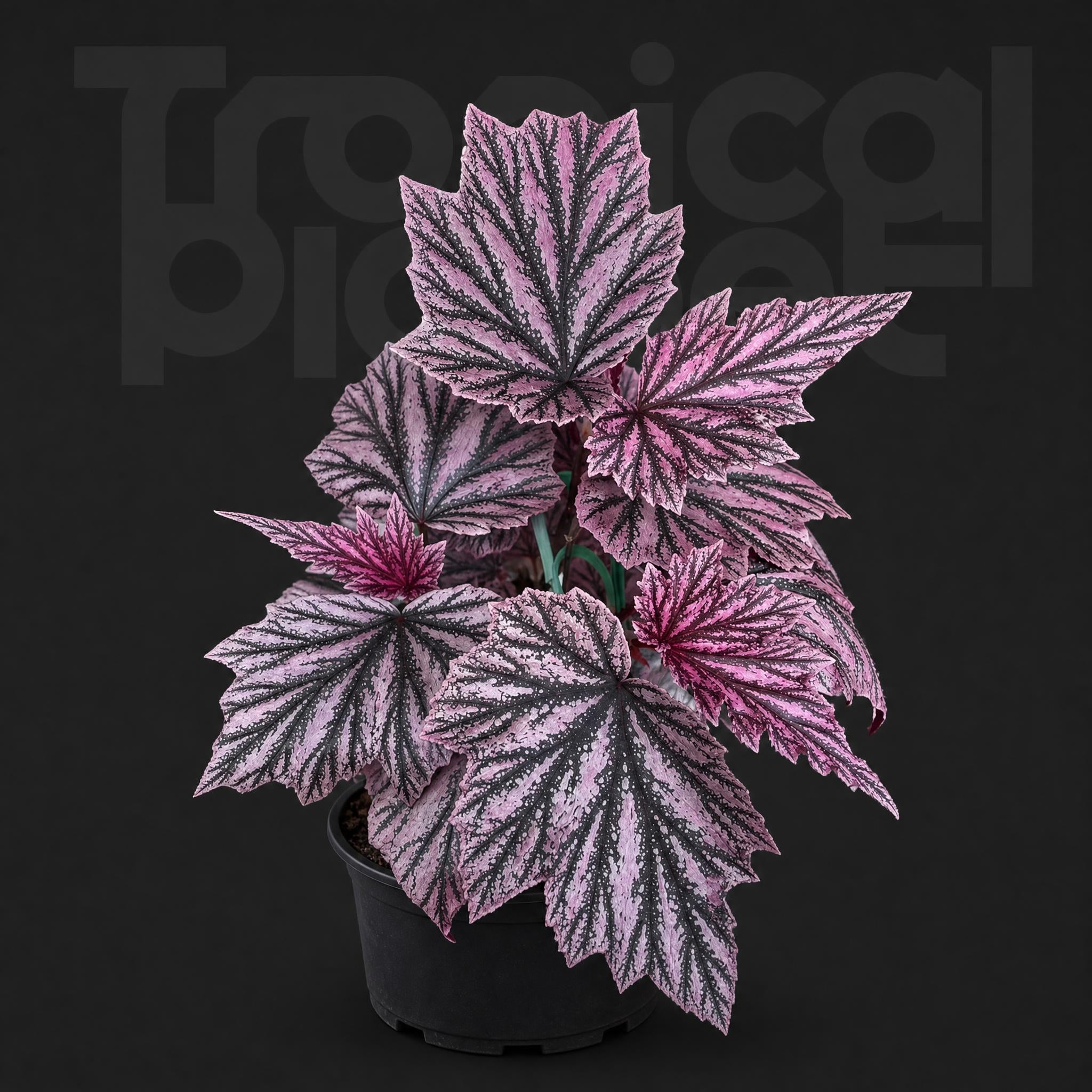 Begonia Pink Minx