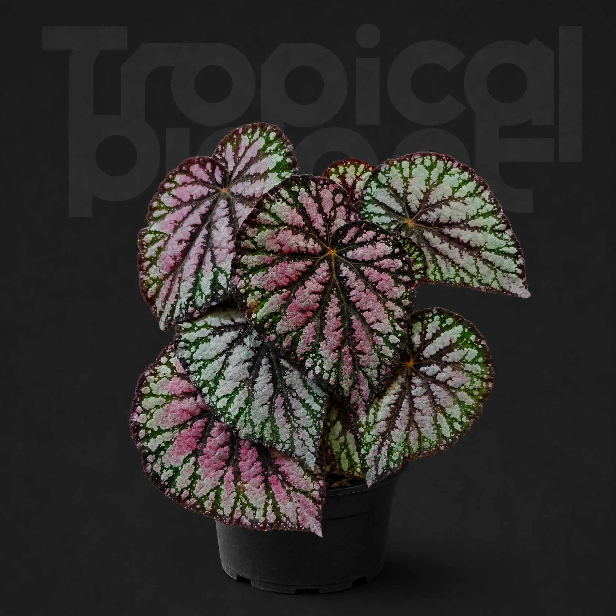 Begonia Rex