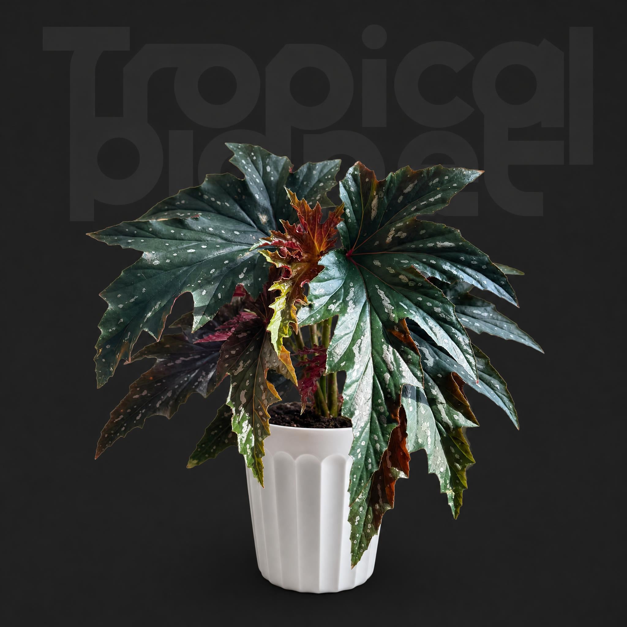 Begonia 'Sophie Cecile'
