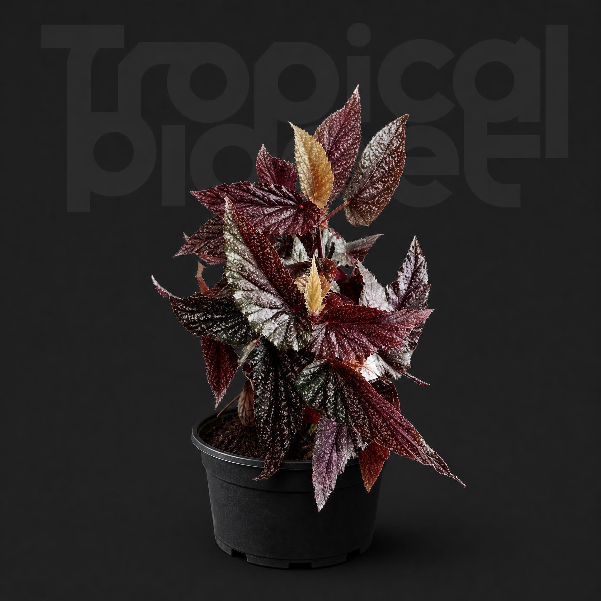 Begonia subhowiiPlant