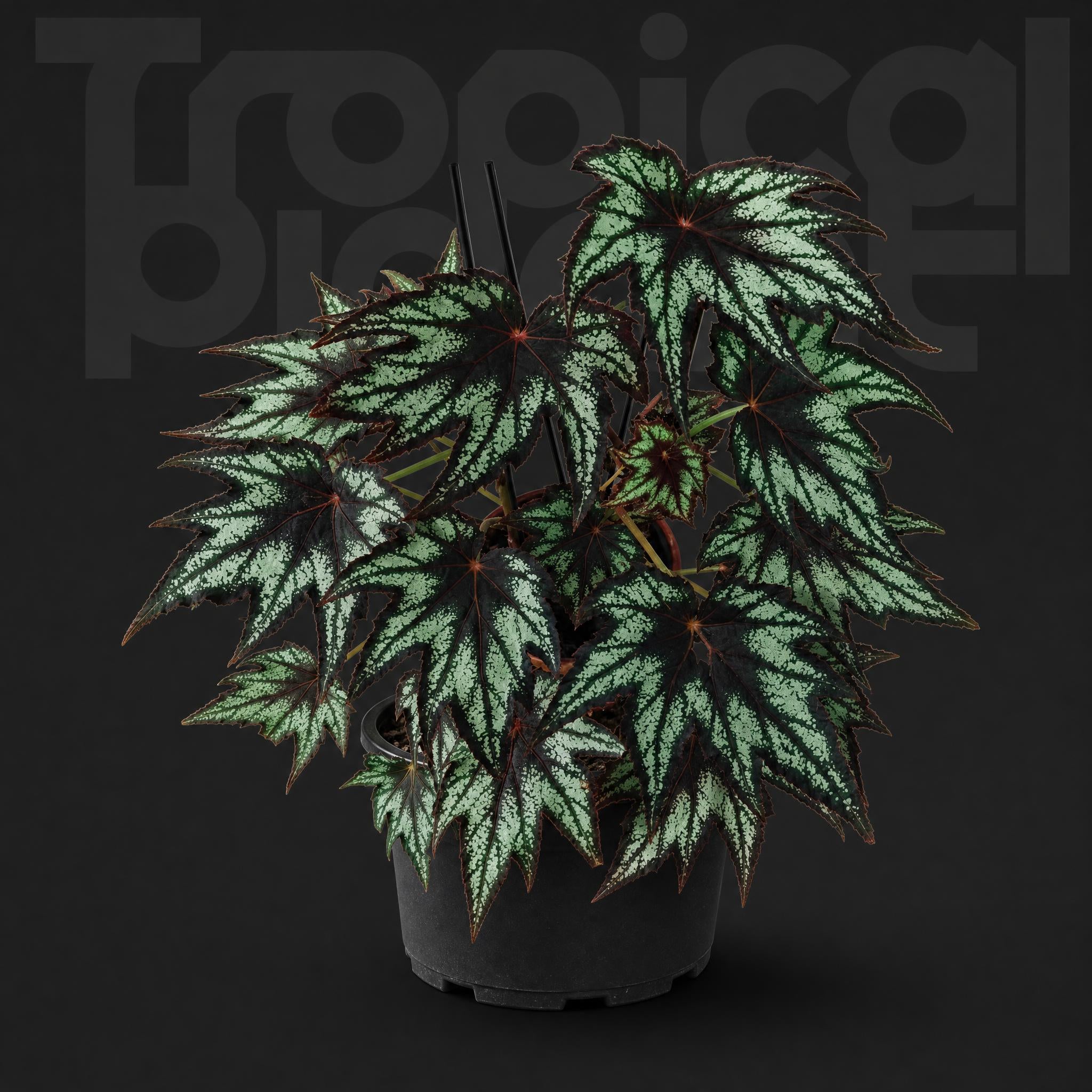 Begonia suffruticosa|iPlant