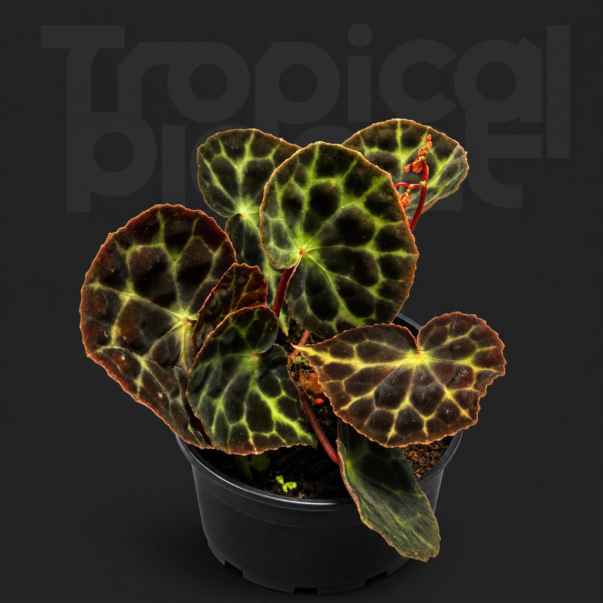 Begonia tanjiewhoeii