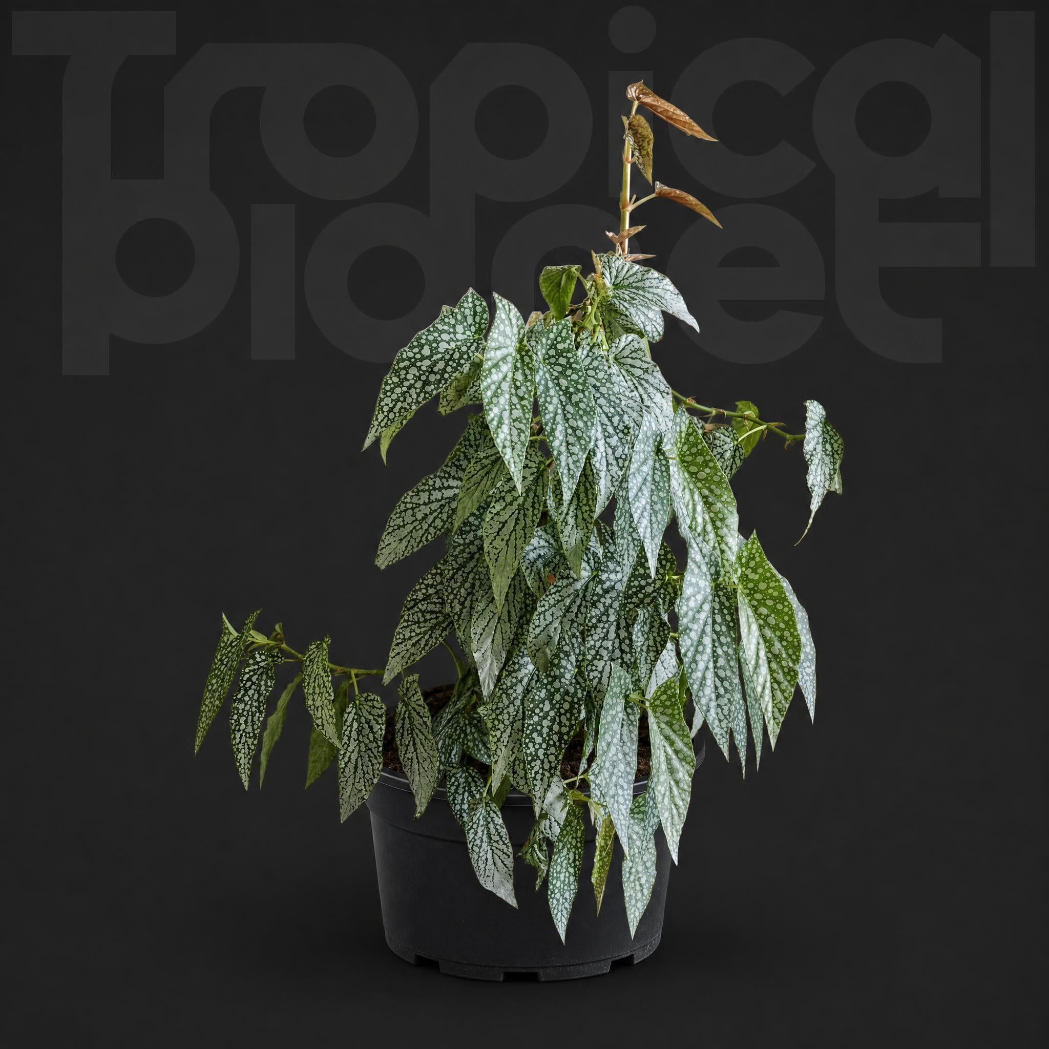 Begonia ‘white ice’