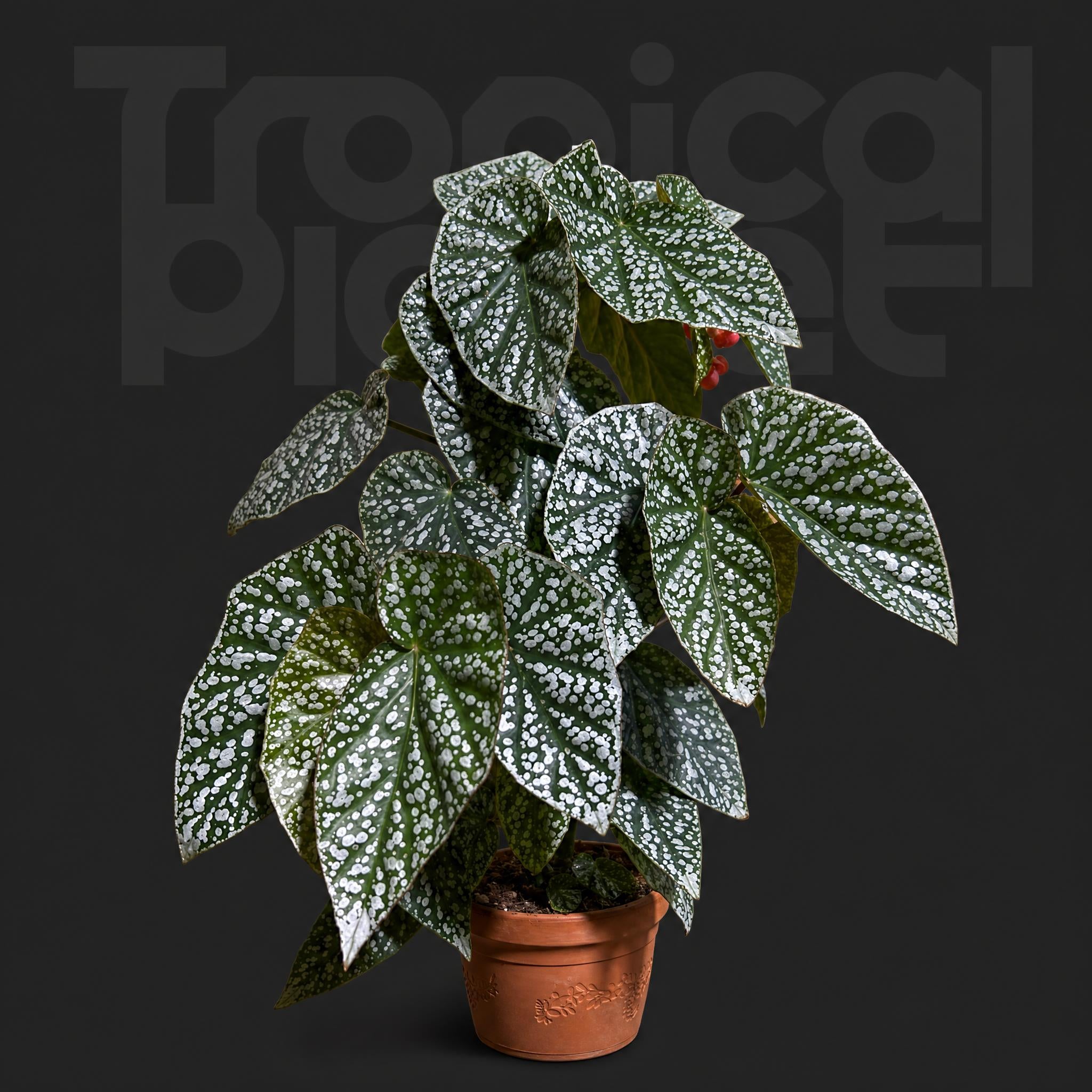 Begonia'Snow Capped'