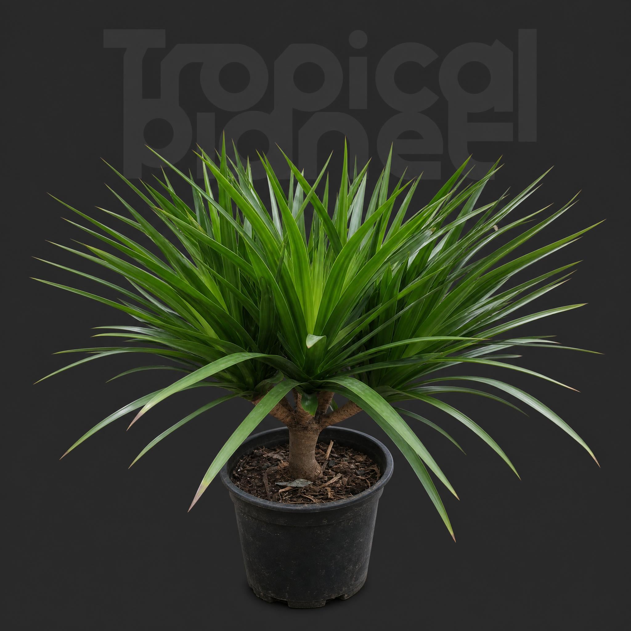 Big Leaf Dracaena