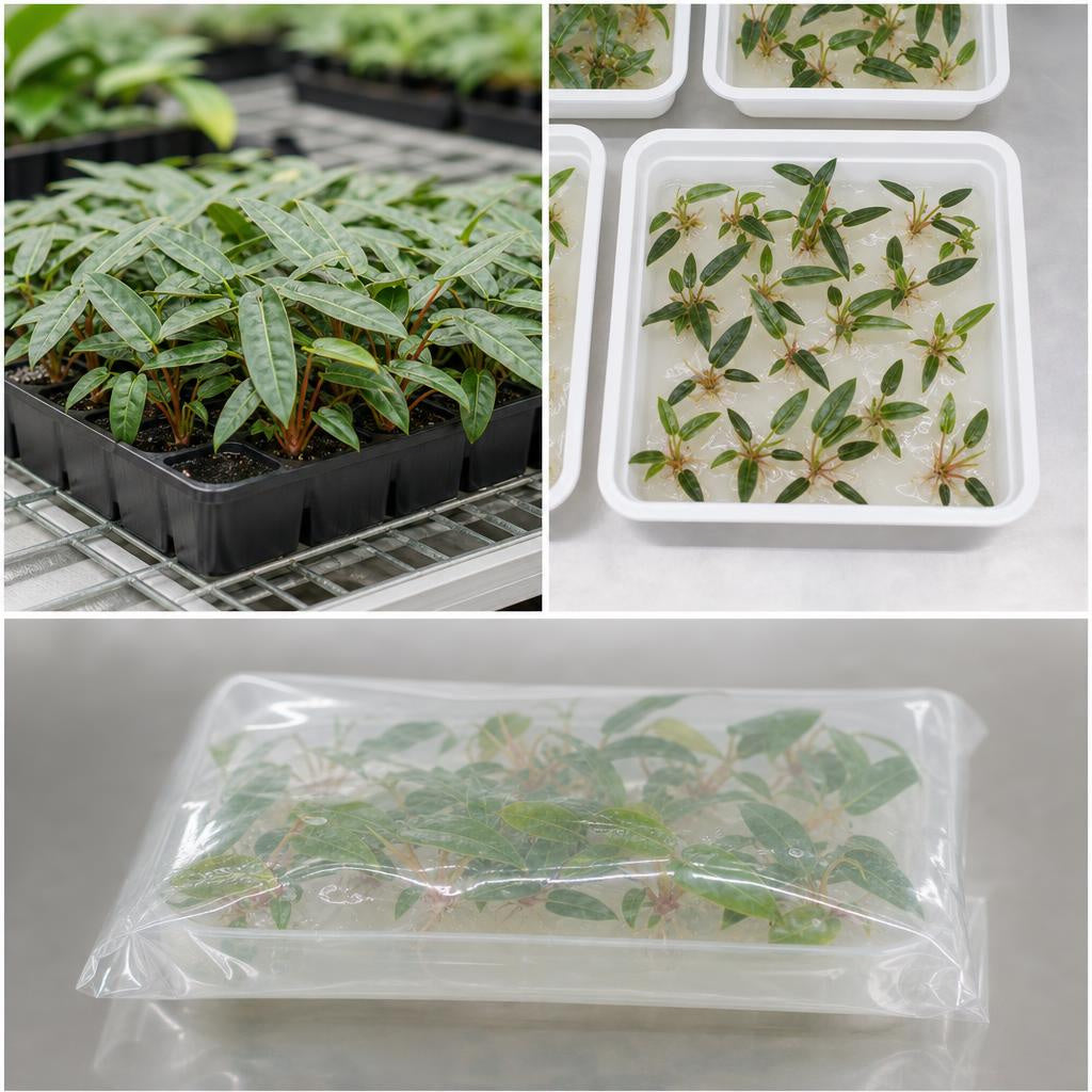 Philodendron billietiae Croat - tissue culture seedling scene 1