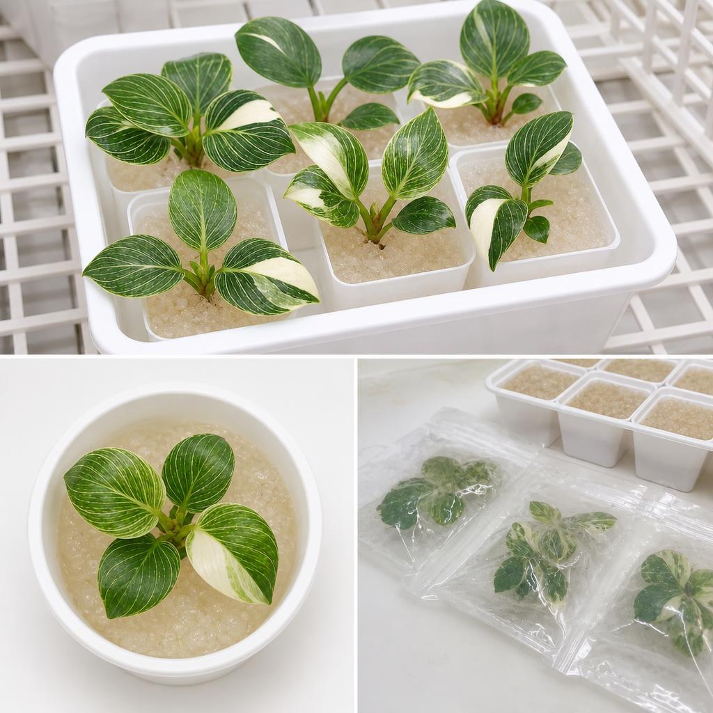 Philodendron 'Birkin' 'Variegata' - tissue culture seedling scene 3