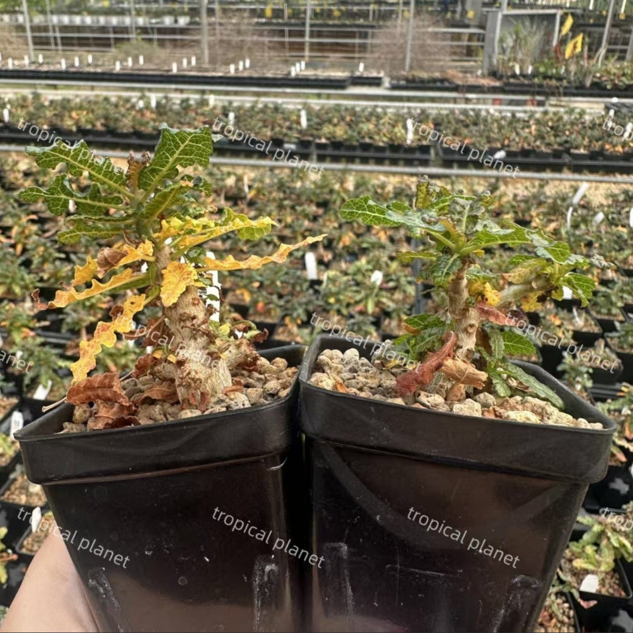 Boswellia nana - 1:1 full-frame product photo