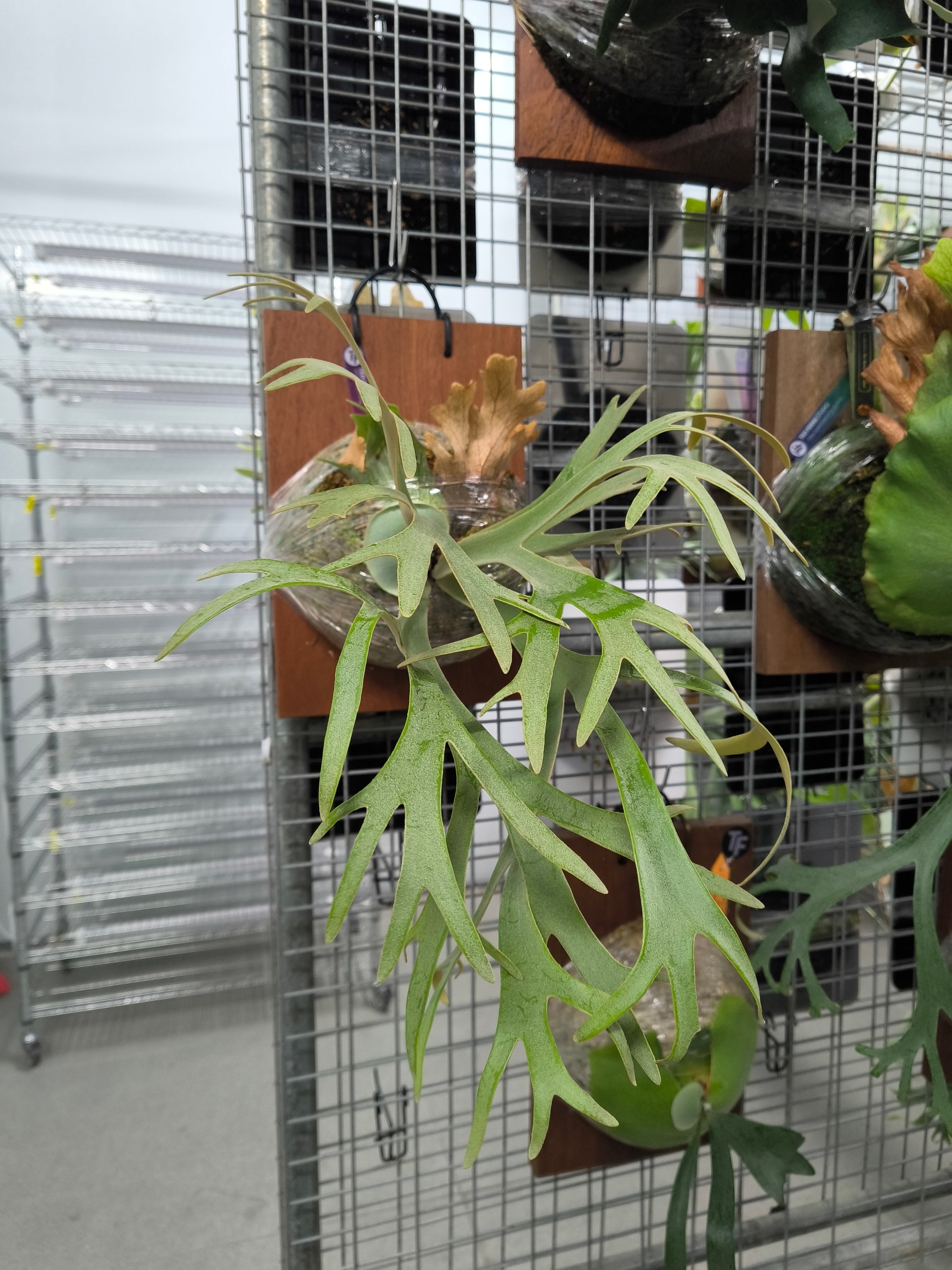 Exact plant pictured for this Platycerium retail listing