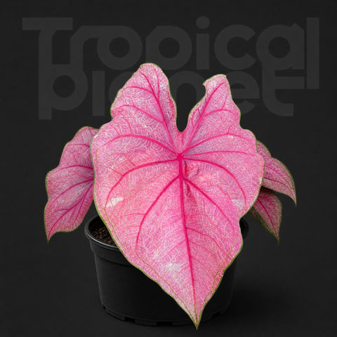 Caladium 'Annie'