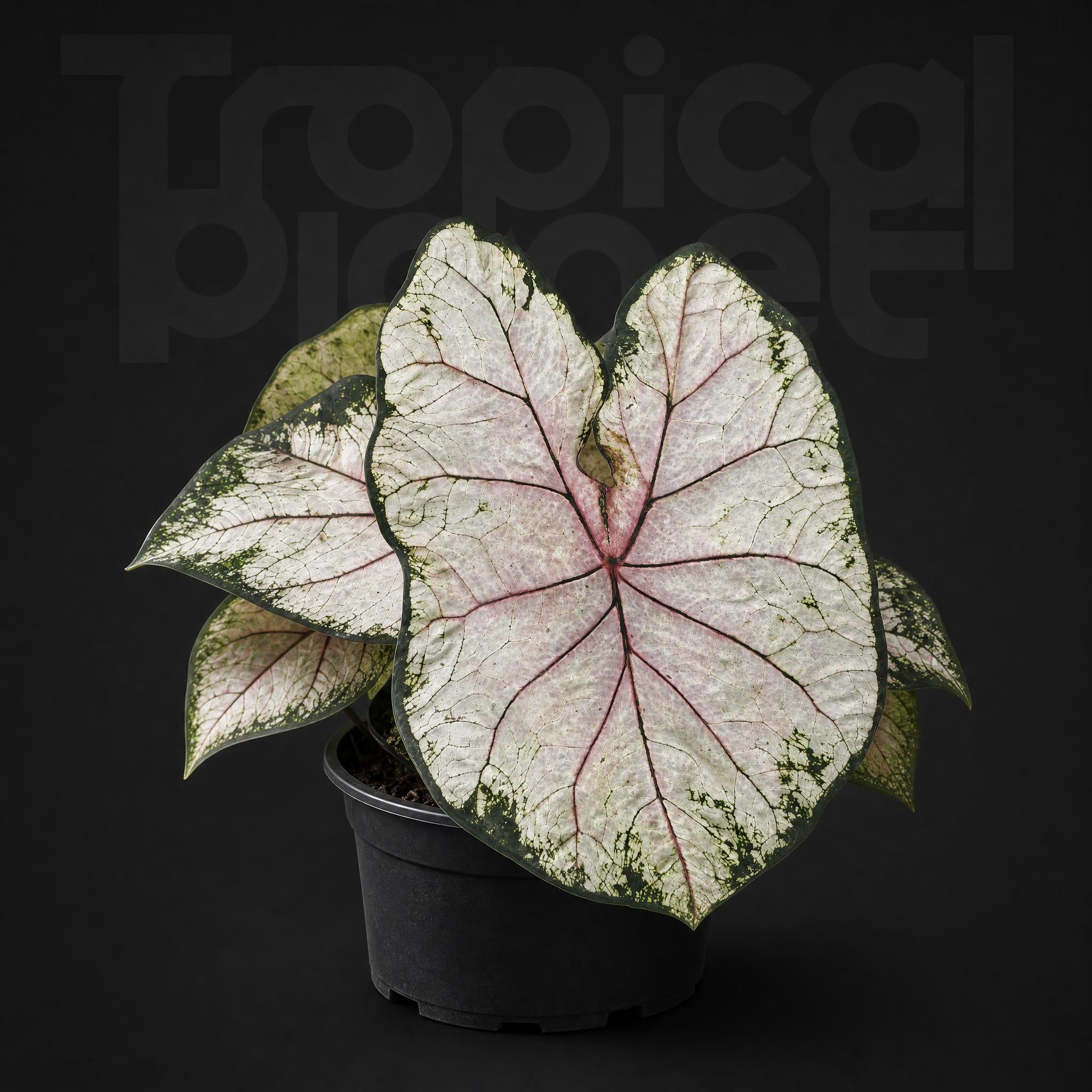 Caladium apple blosson