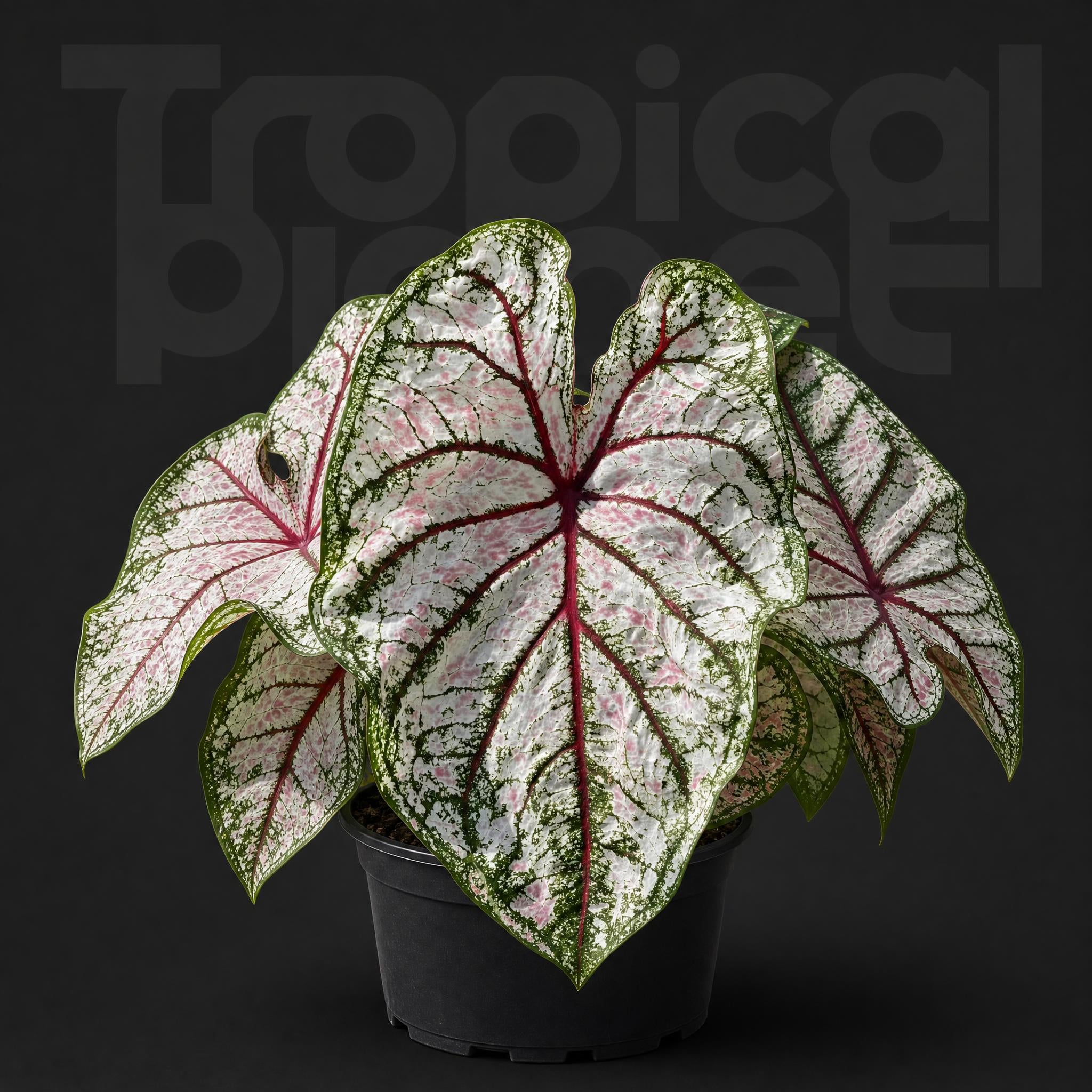 Caladium bicolor celebrqtion