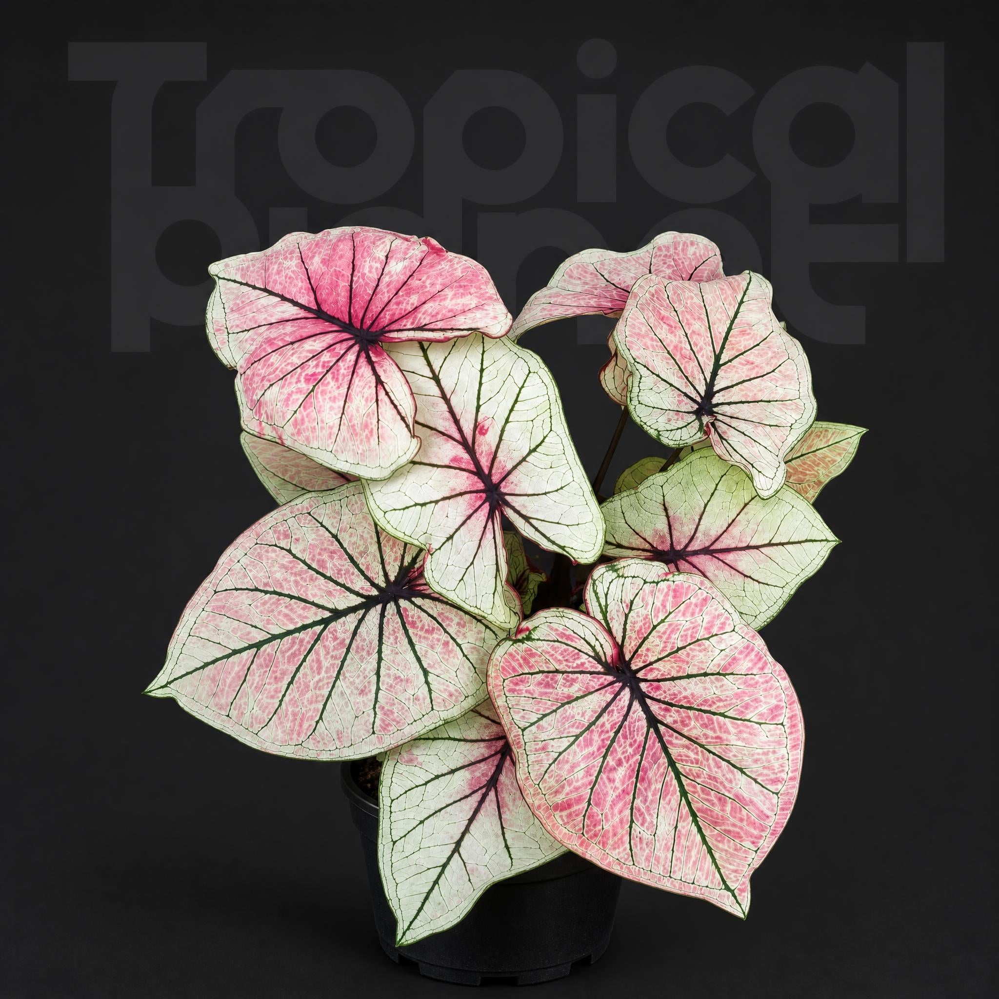 Caladium bicolor Enchanting
