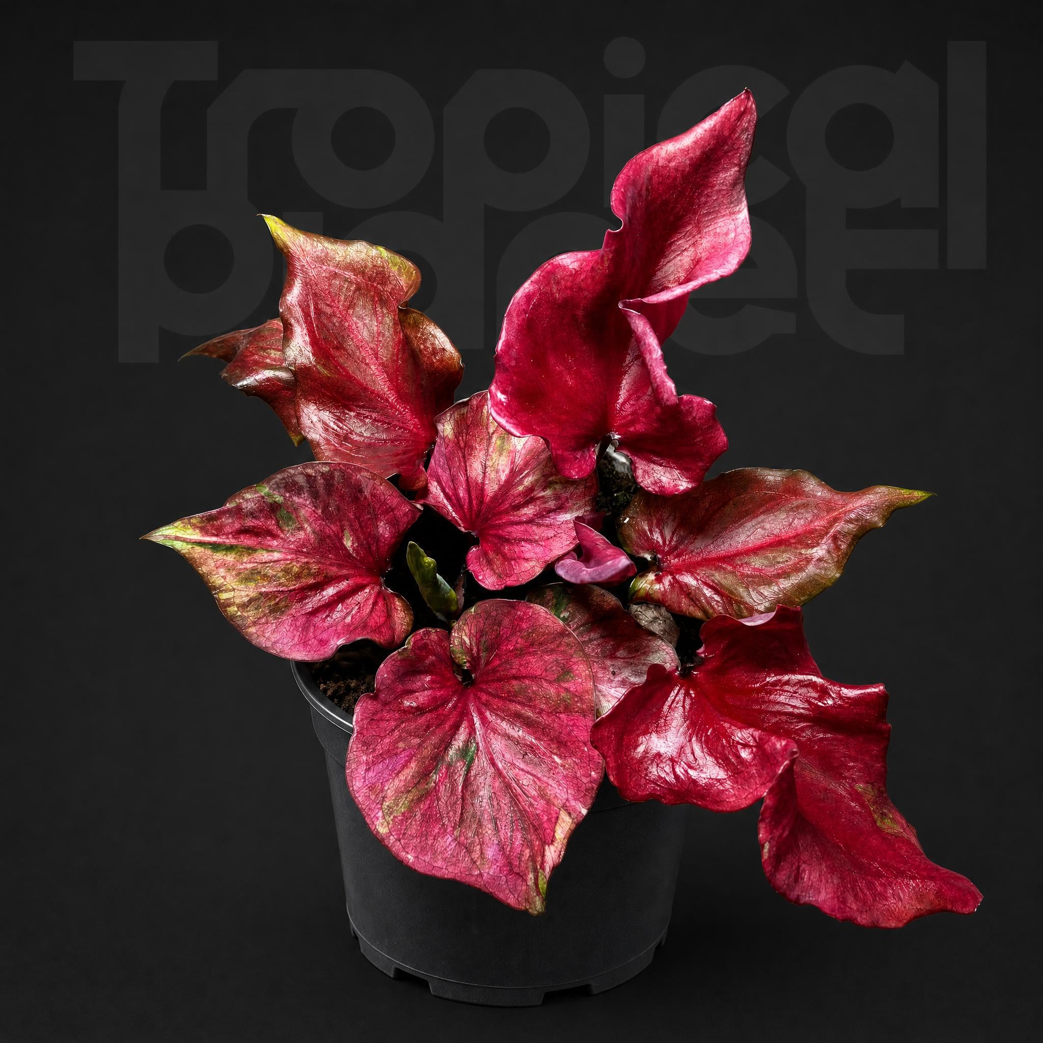 Caladium bicolor Flamemagic