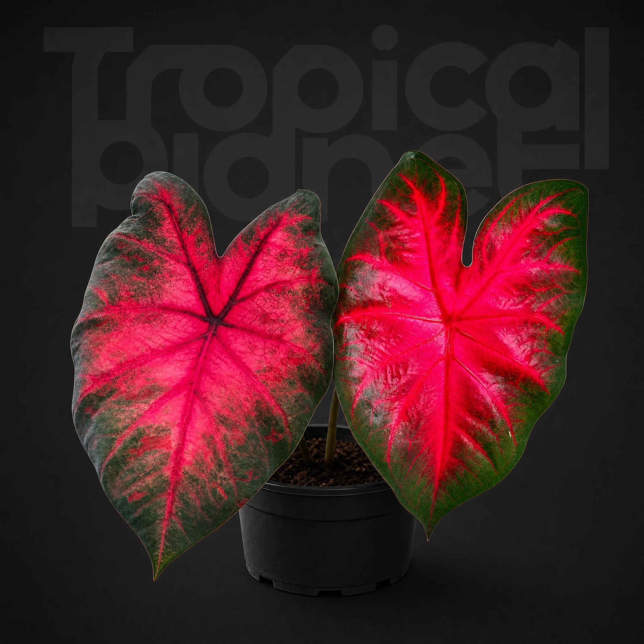 Caladium bicolor Flaming Hempel