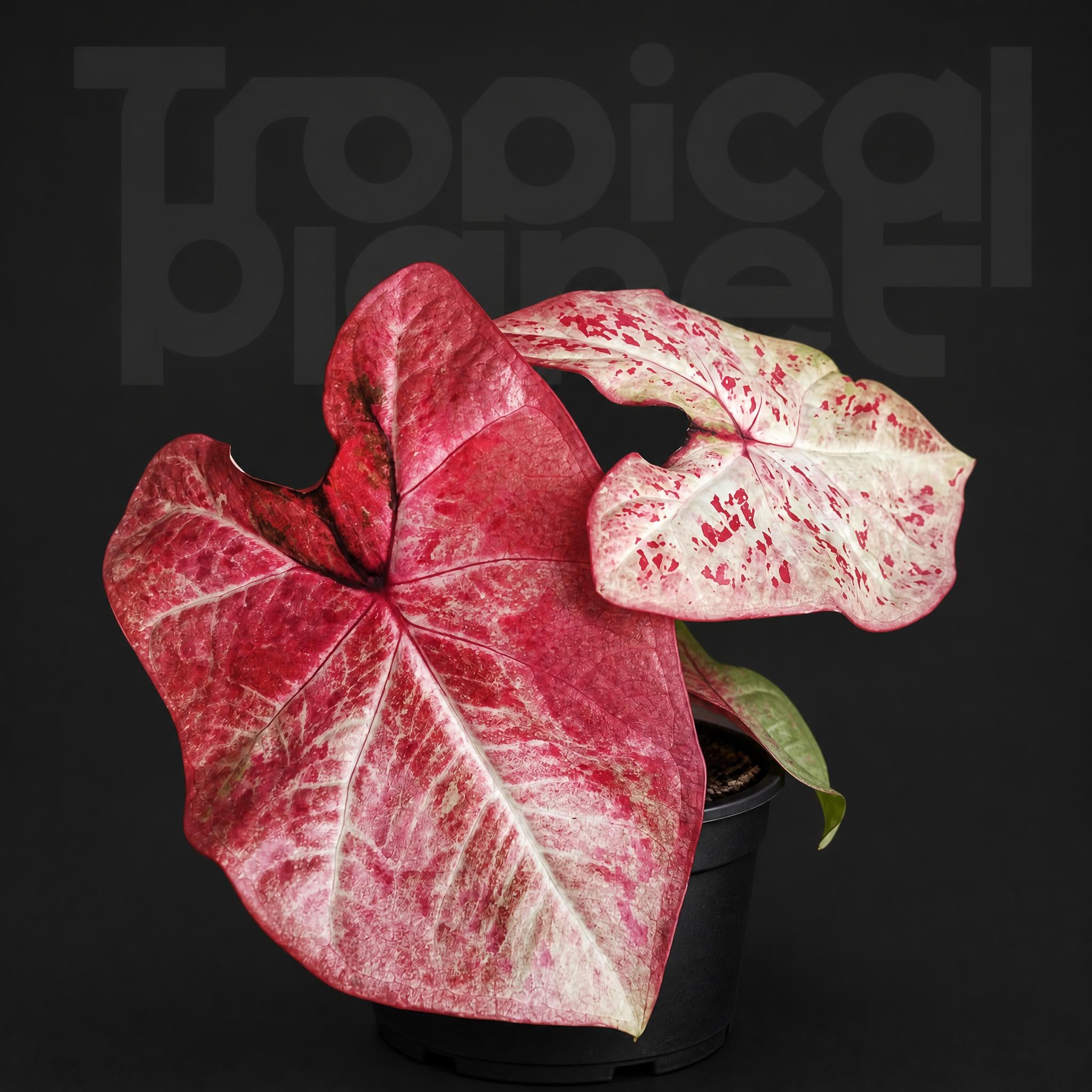 Caladium bicolor Milano