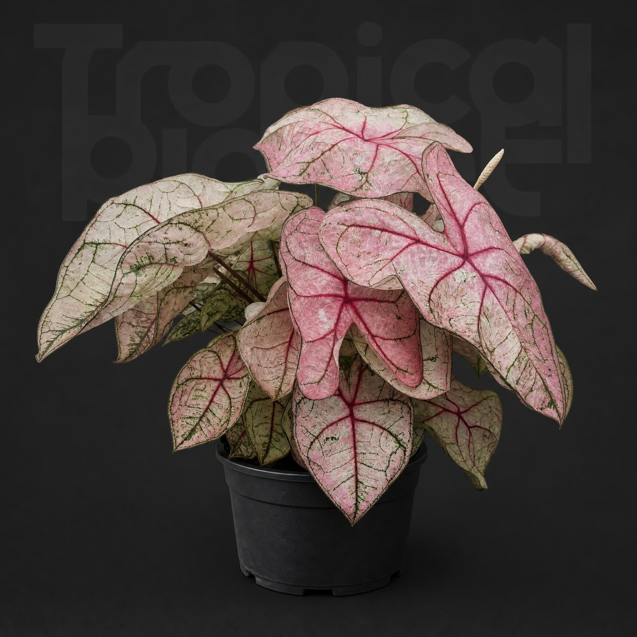 Caladium bicolor Pastel