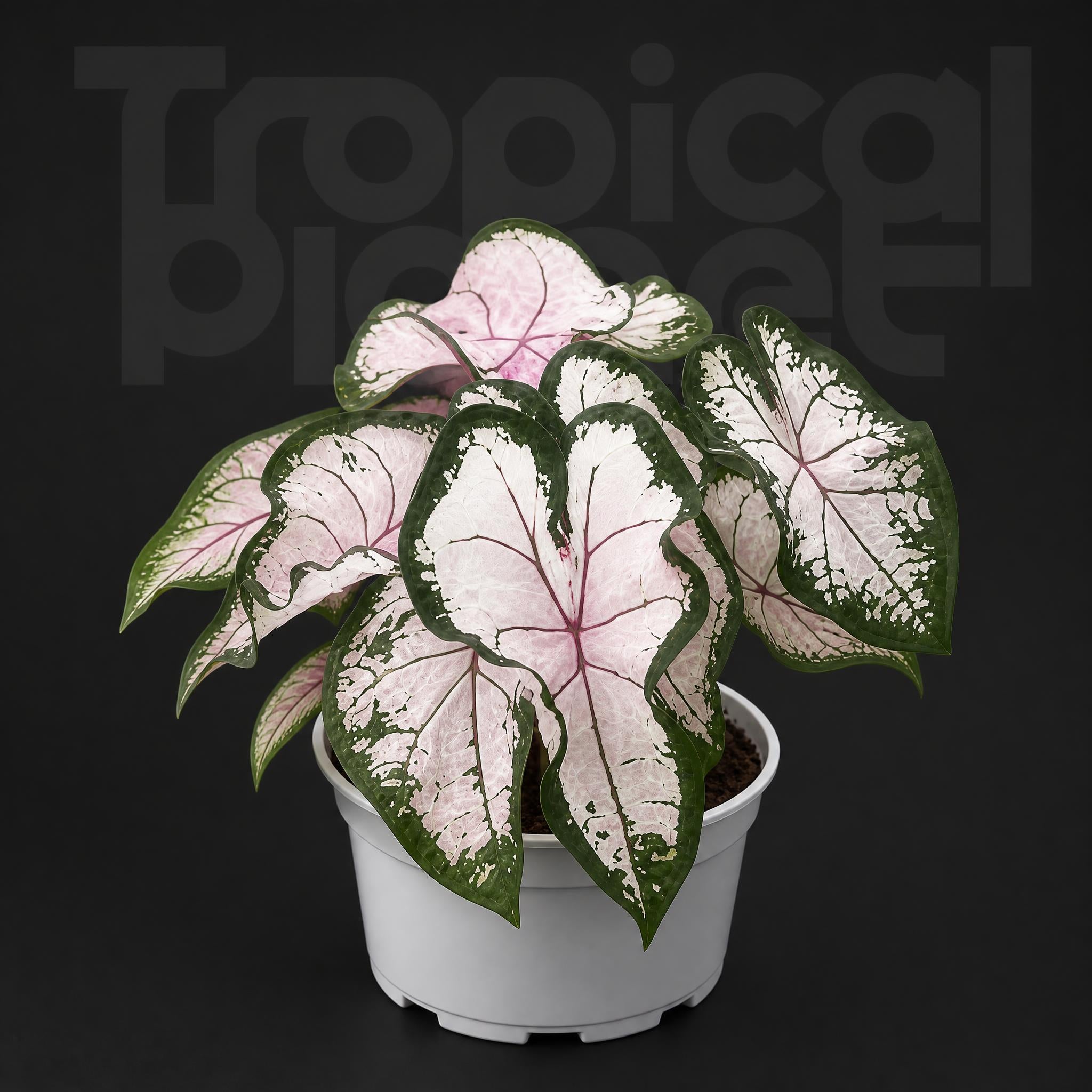 Caladium bicolor Pink splash