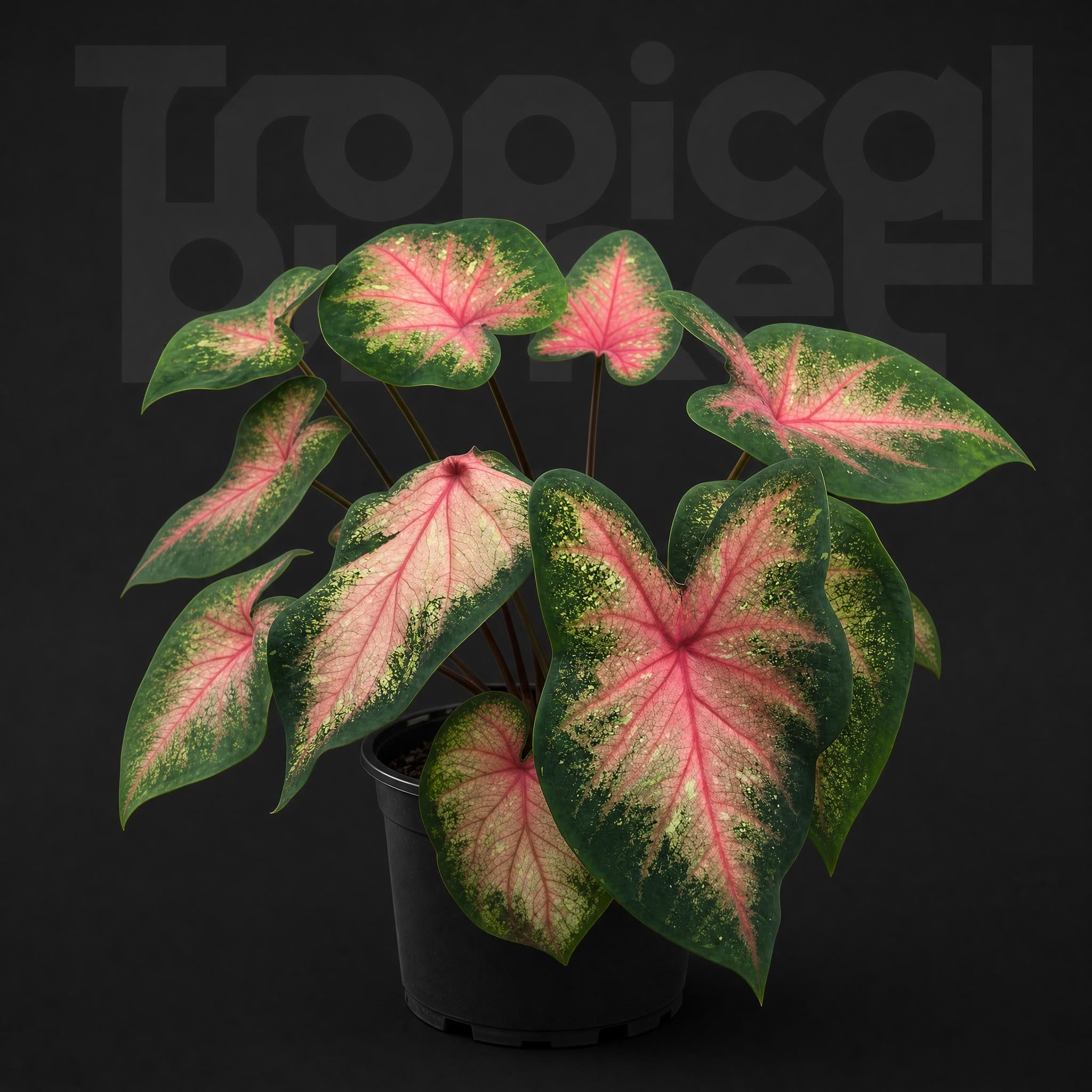 Caladium bicolor Pink summer