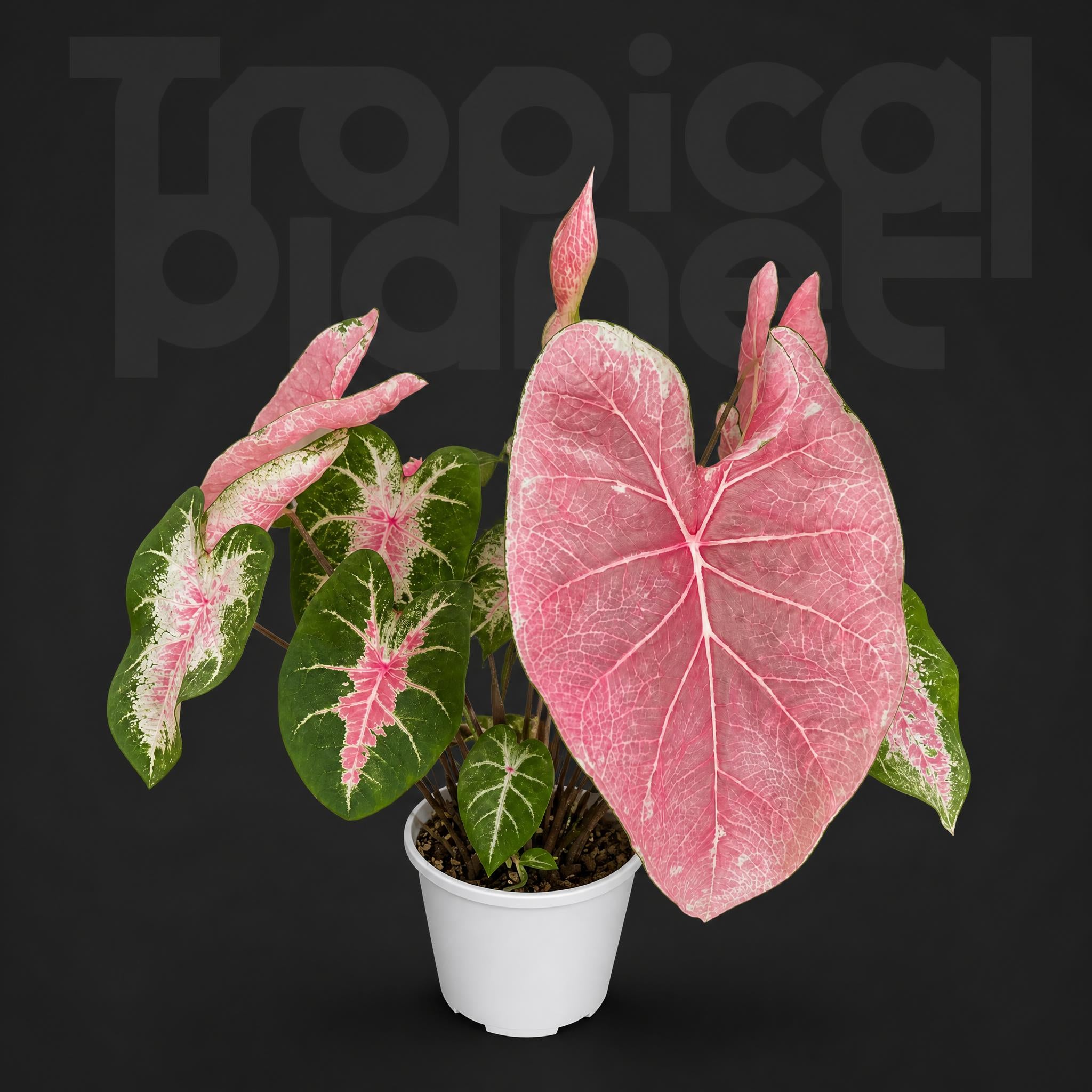 Caladium bicolor Powdercloud