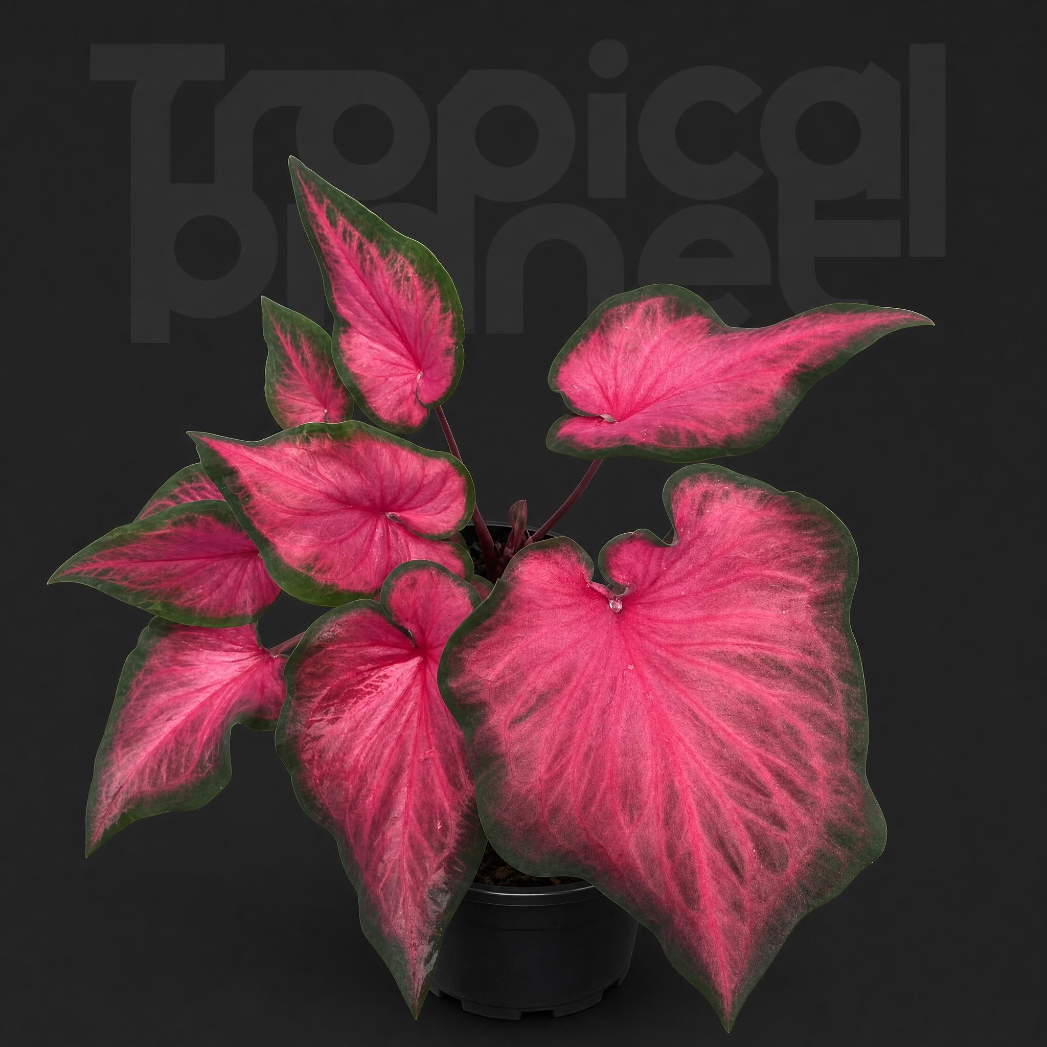 Caladium bicolor 'Salsa'