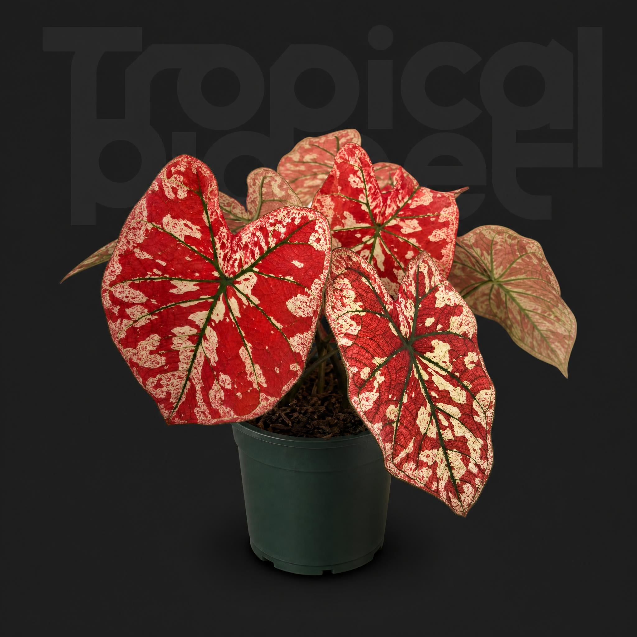 Caladium bicolor 'Scarlet Mary'