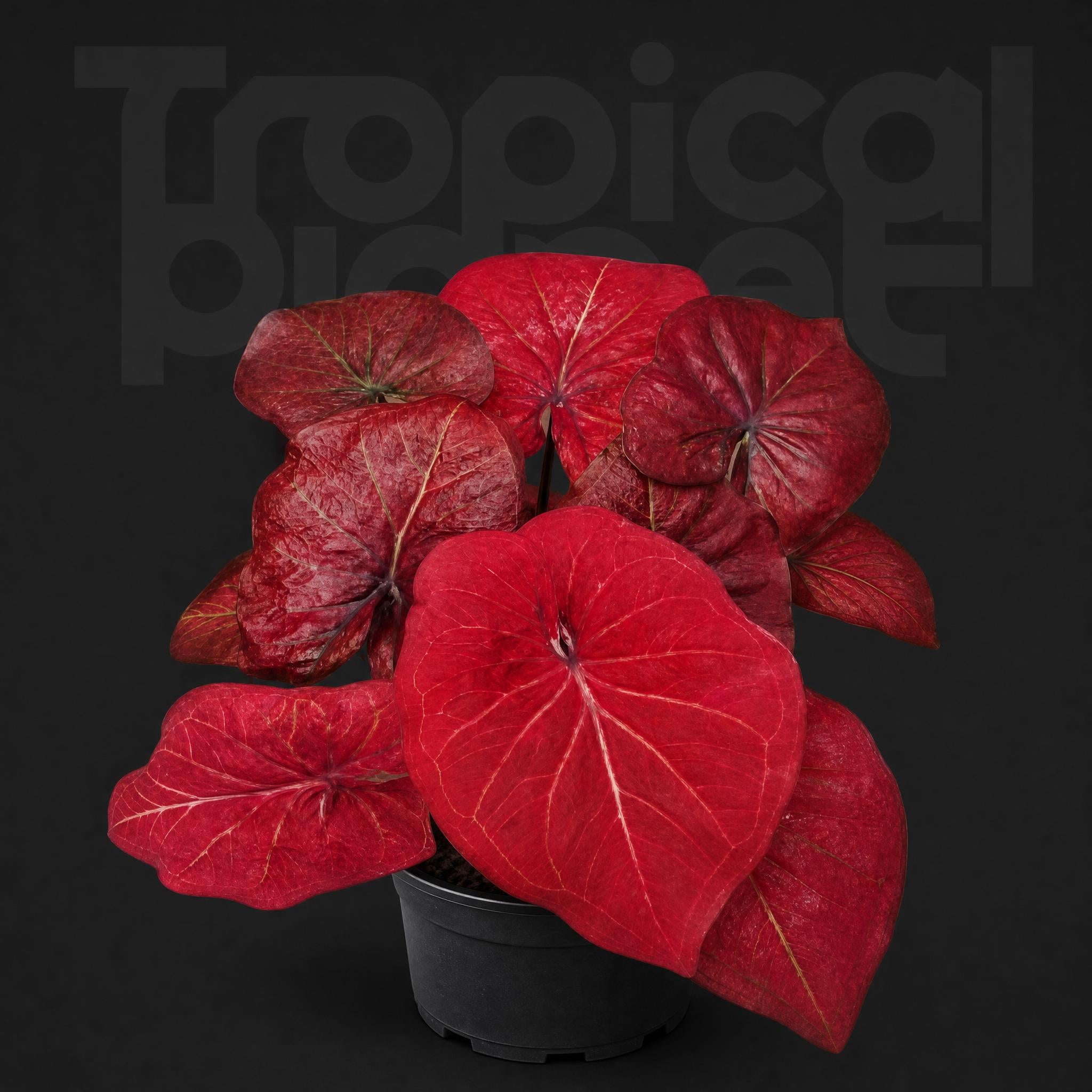 Caladium bicolor Searing Heart of Golden Veins