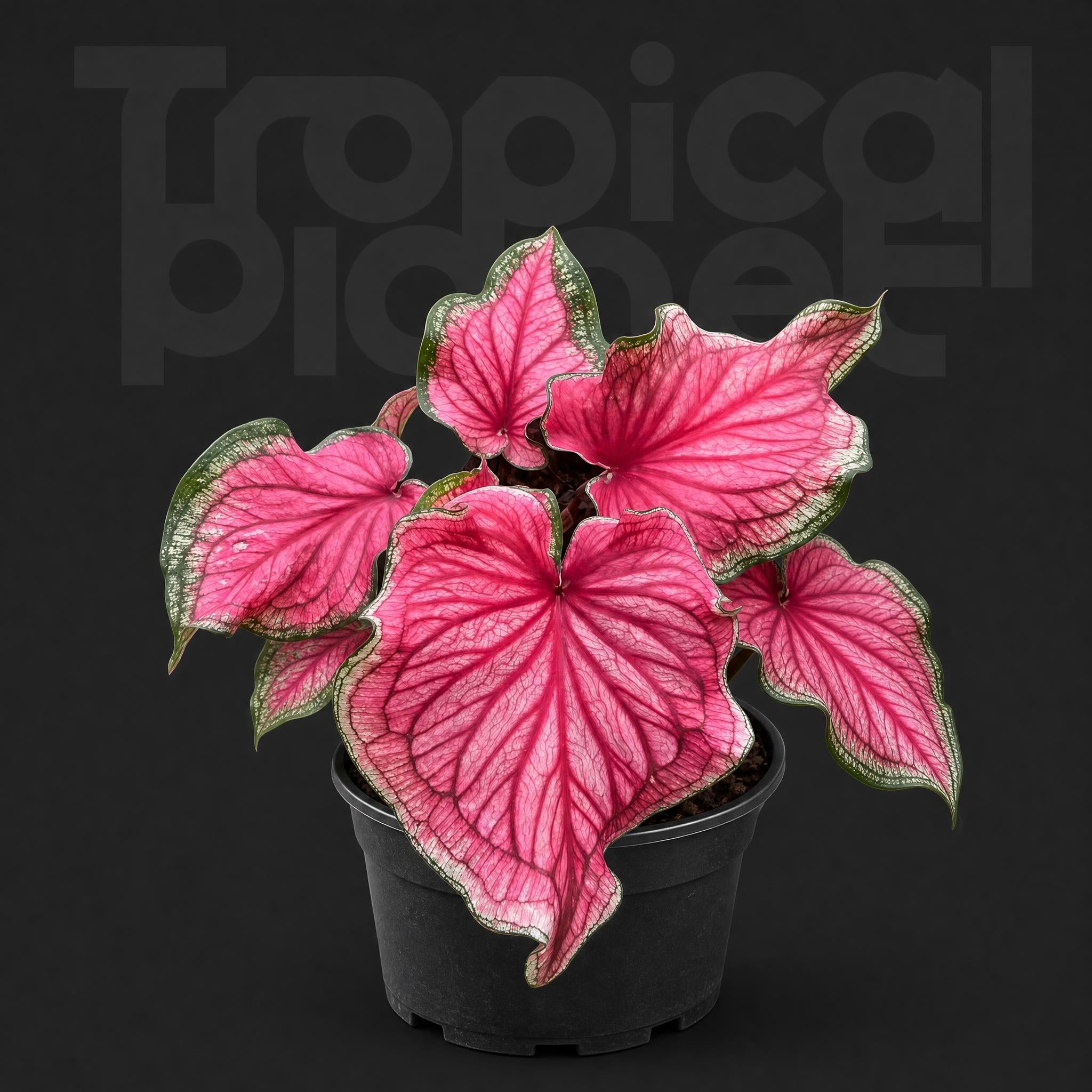 Caladium bicolor 'Sizzle'