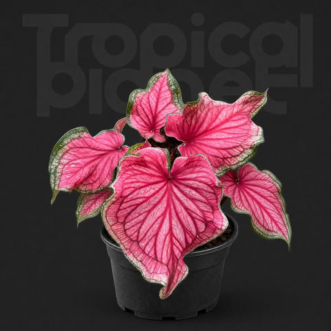 Caladium bicolor 'Sizzle'