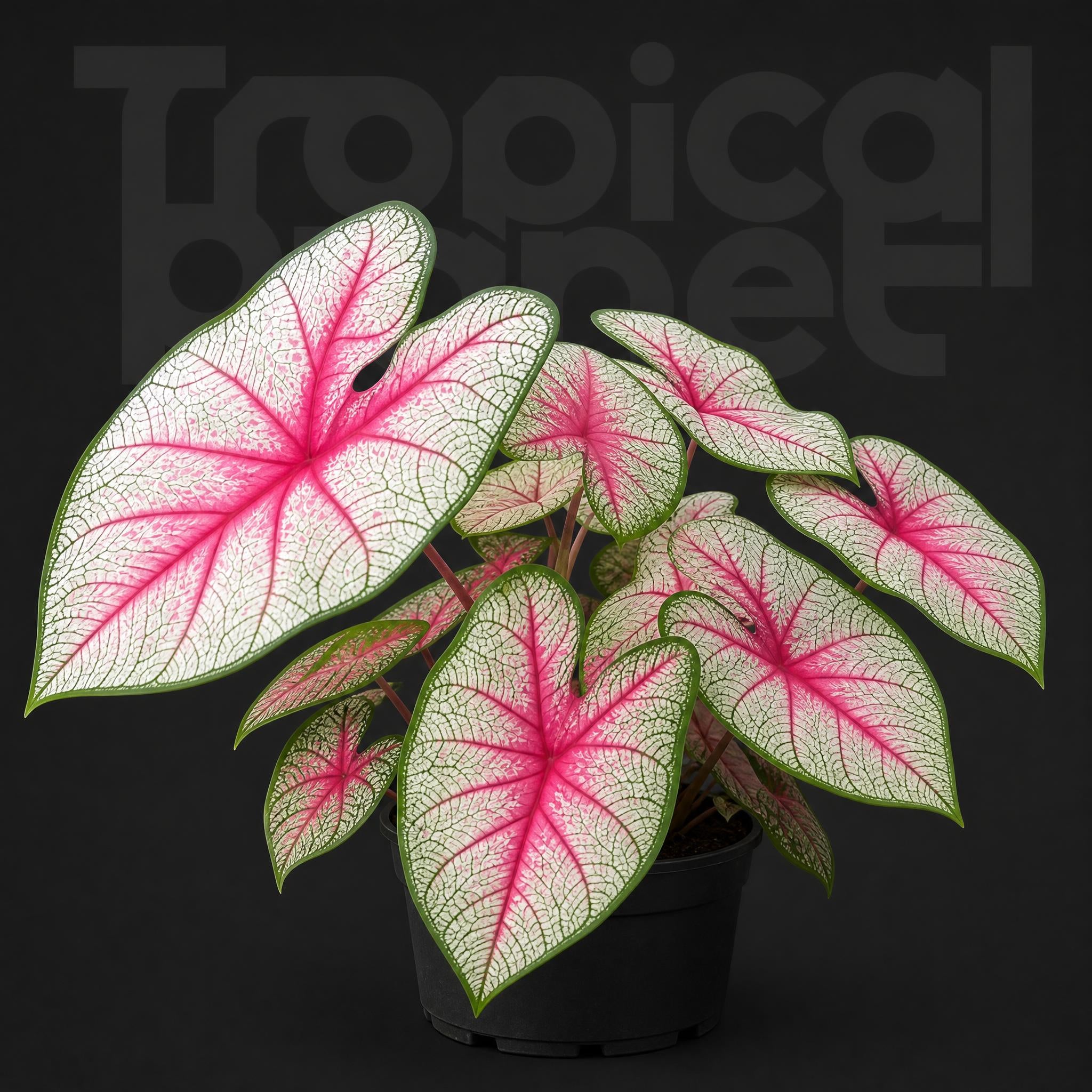 Caladium bicolor Summer Breeze