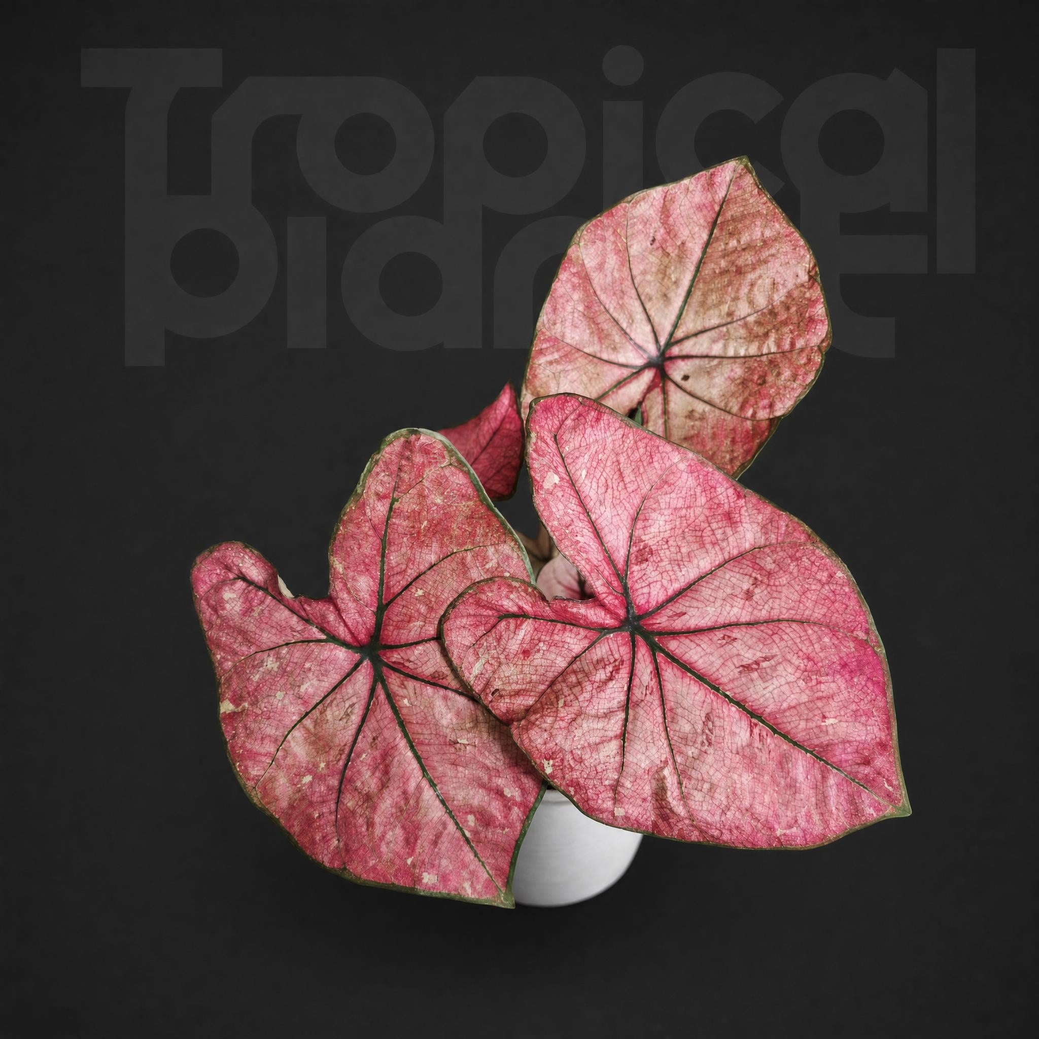 Caladium bicolor to make up