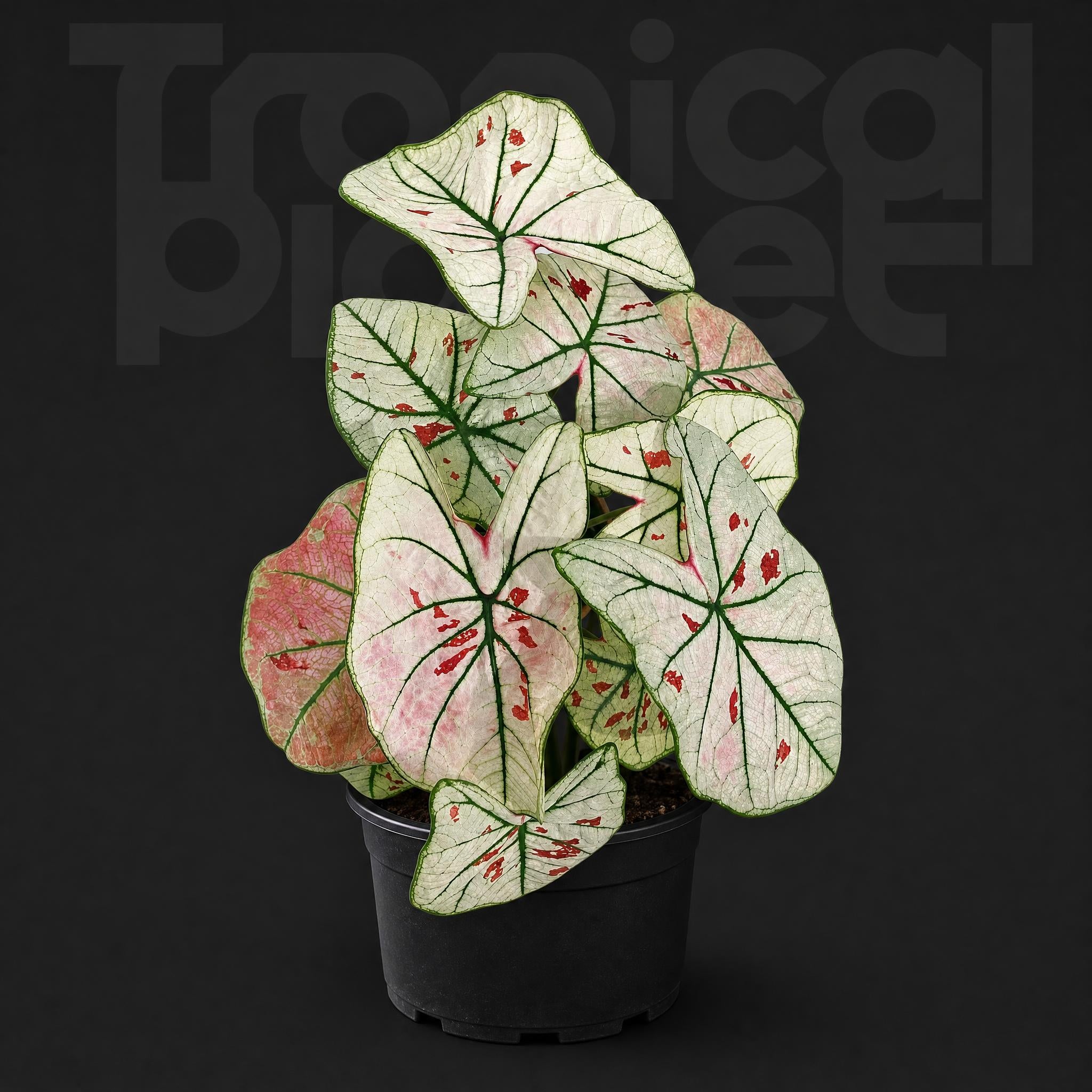 Caladium bicolor White strawberry