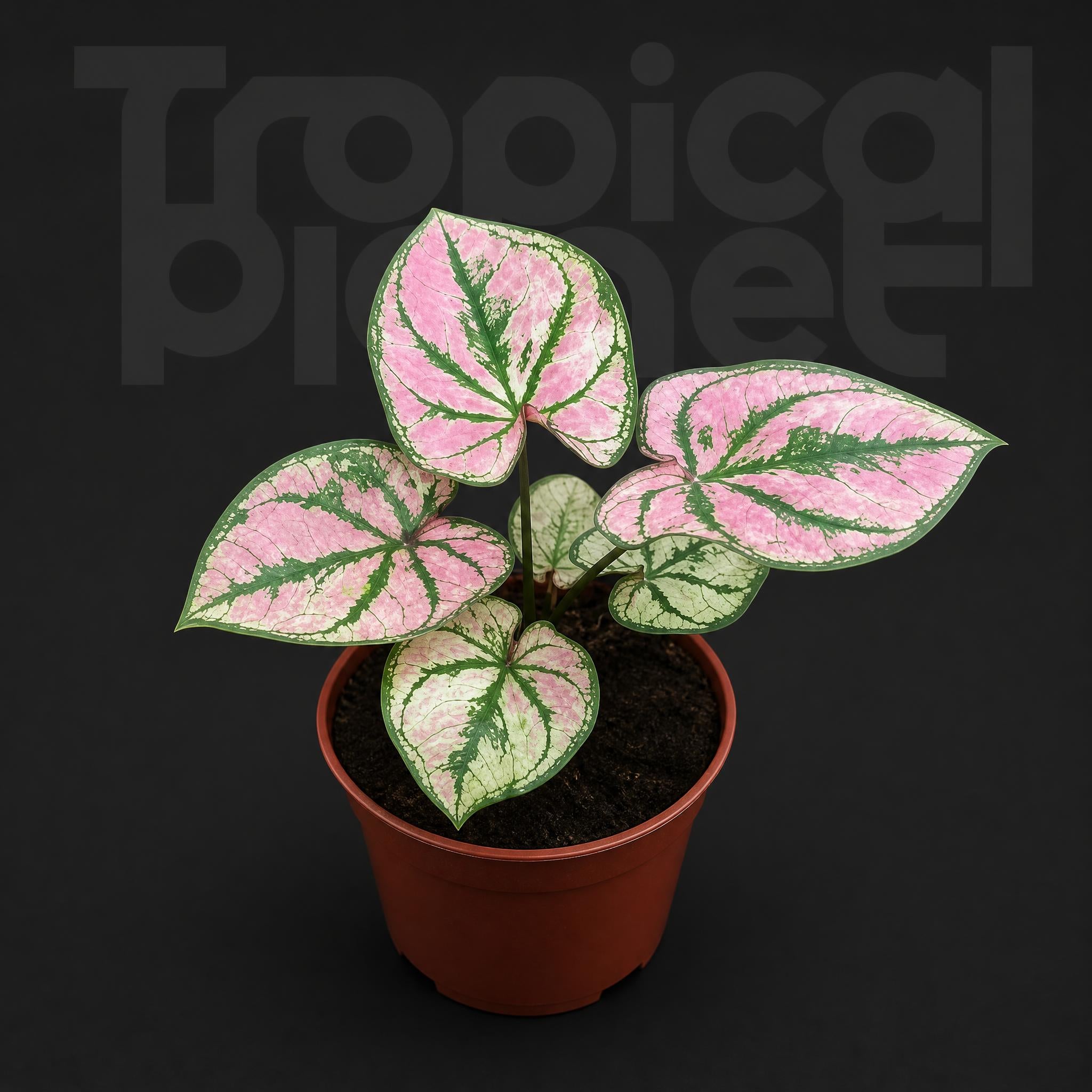 Caladium bicolor Zixia