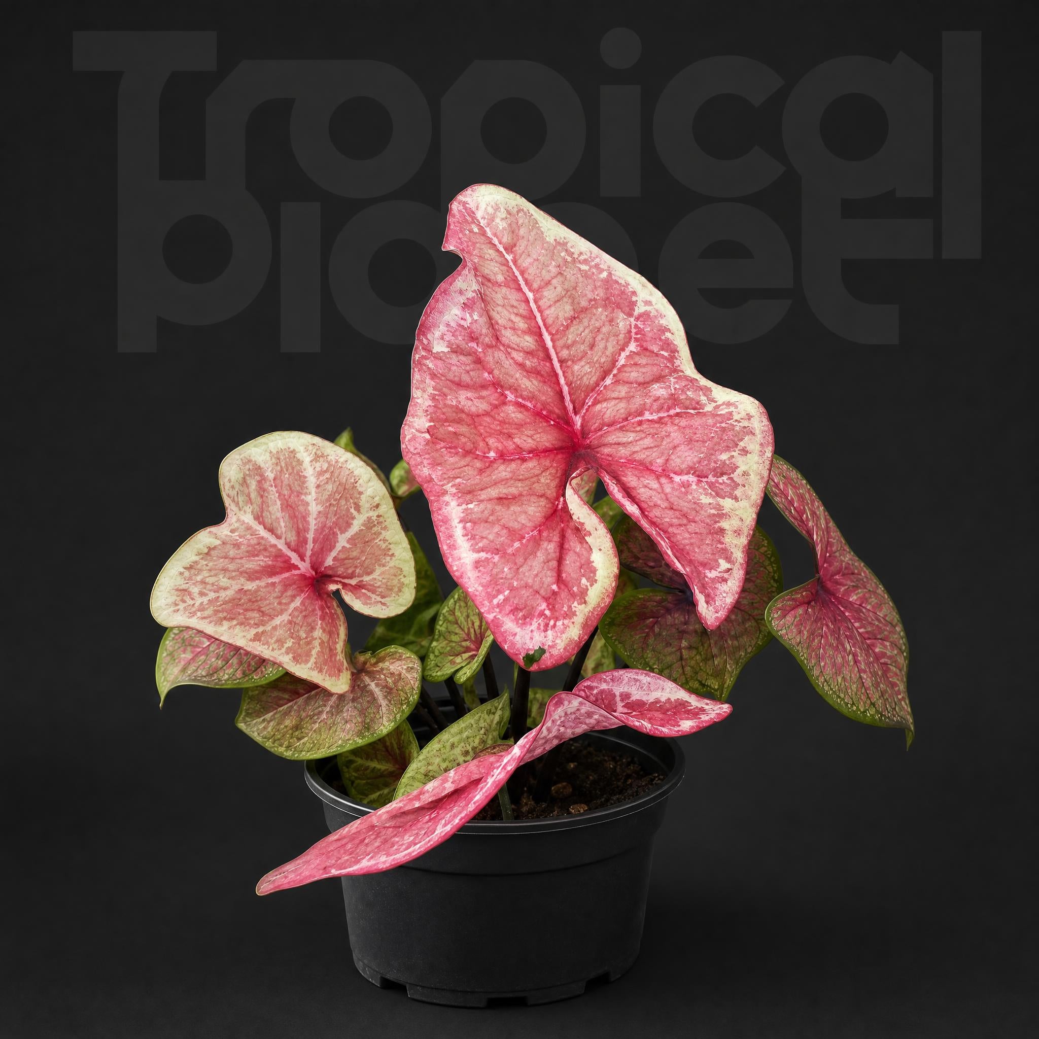Caladium bicolorenchanting